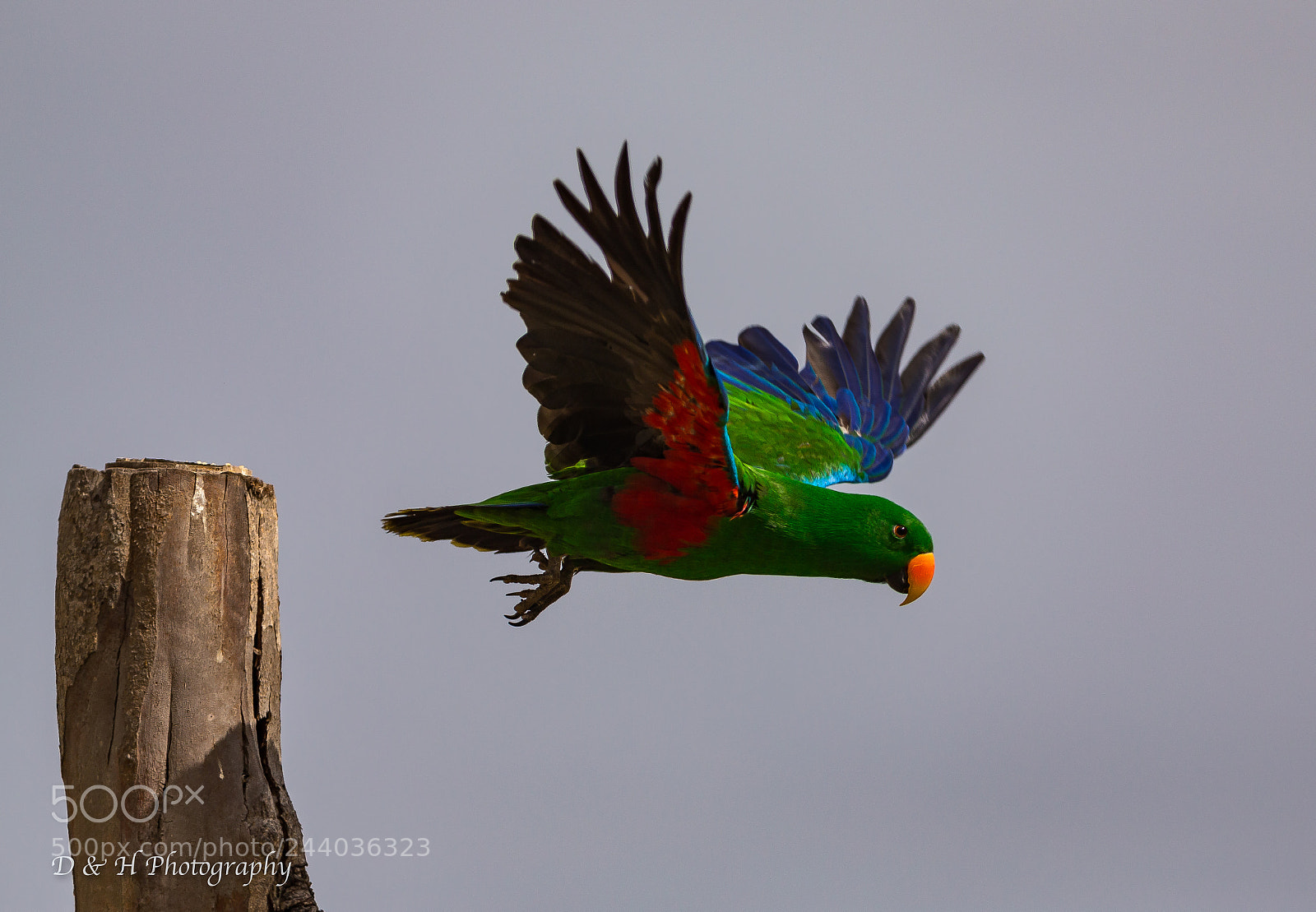 Canon EOS-1D X sample photo. Eclectus parrot in flight photography