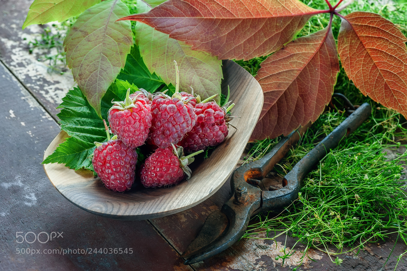Nikon D700 sample photo. Ripe raspberries with autumn photography
