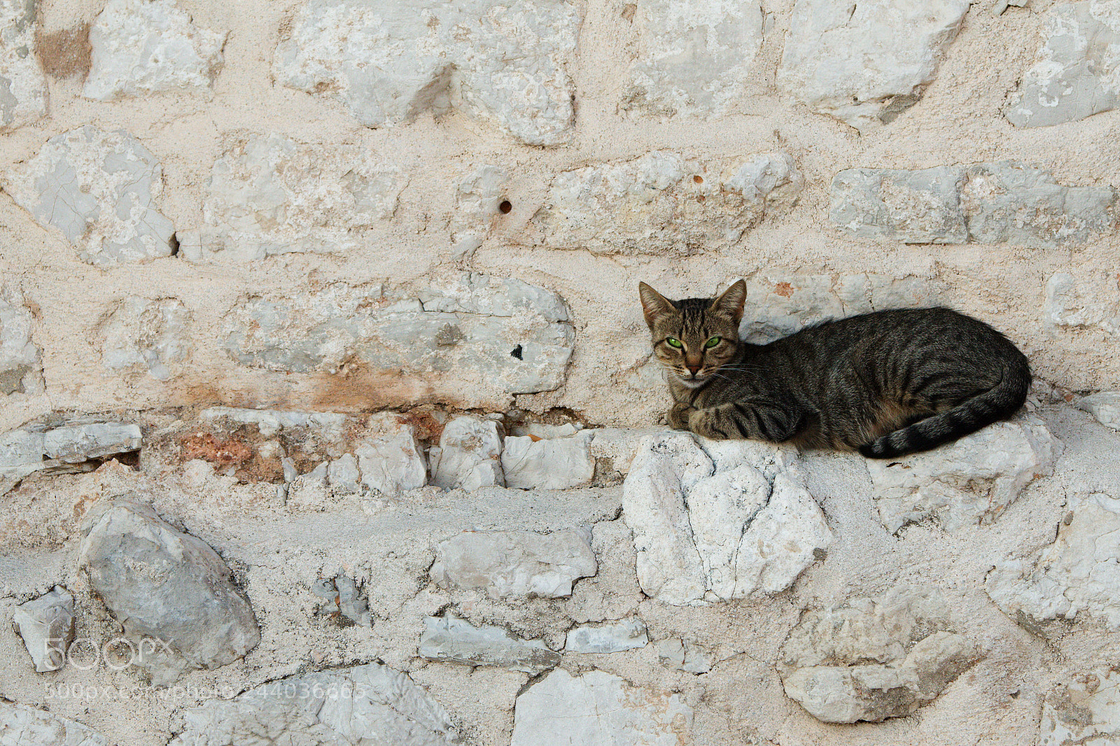 Canon EOS 70D sample photo. Cat on the wall photography