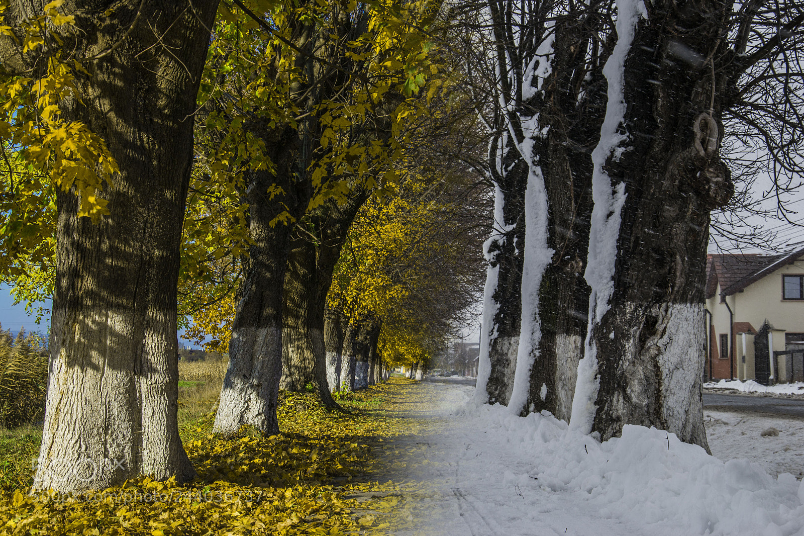 Nikon D3100 sample photo. Autumn vs winter photography