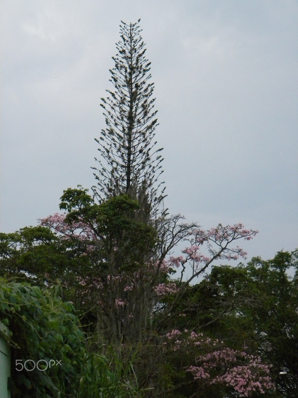 Nikon Coolpix L100 sample photo. Tree flowered of pink photography