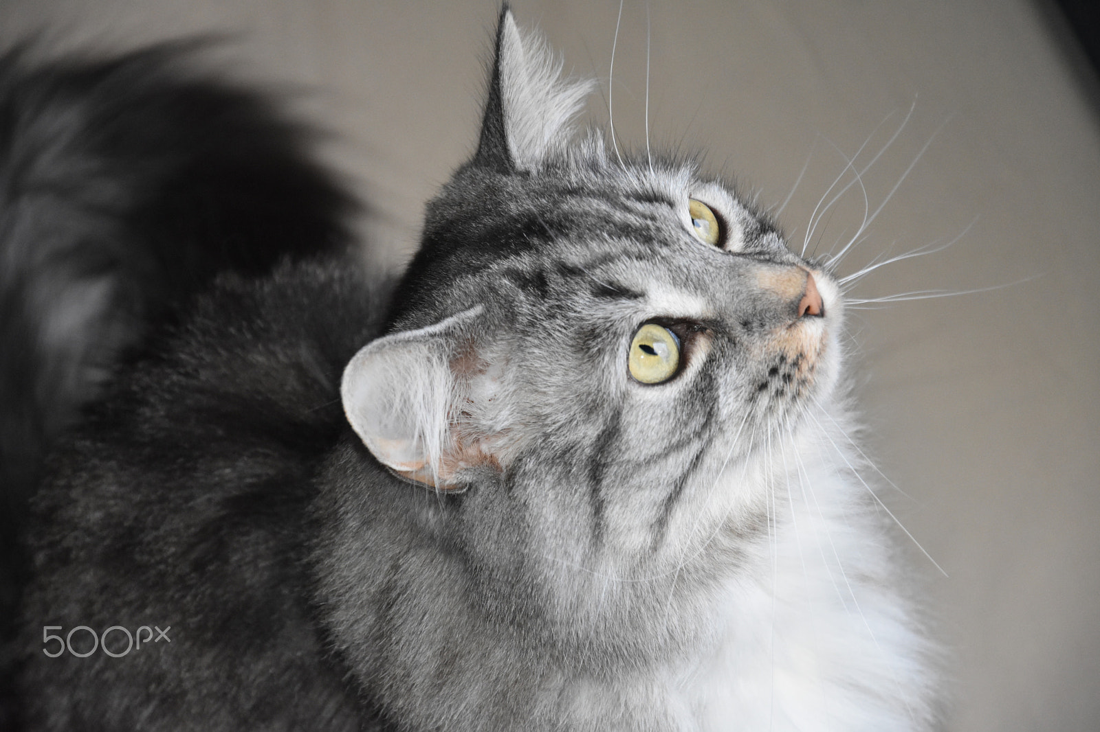 Nikon D7200 sample photo. Untitled photography