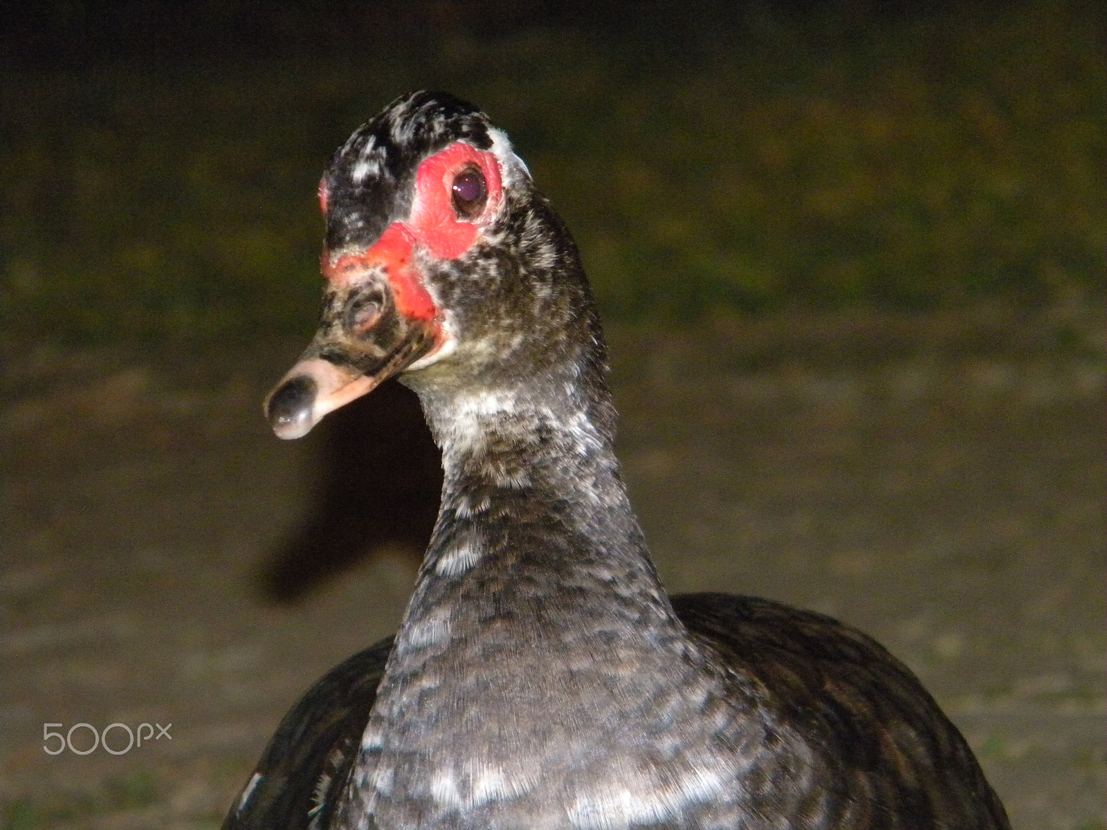 Nikon Coolpix L100 sample photo. Black duck with red antifaz photography