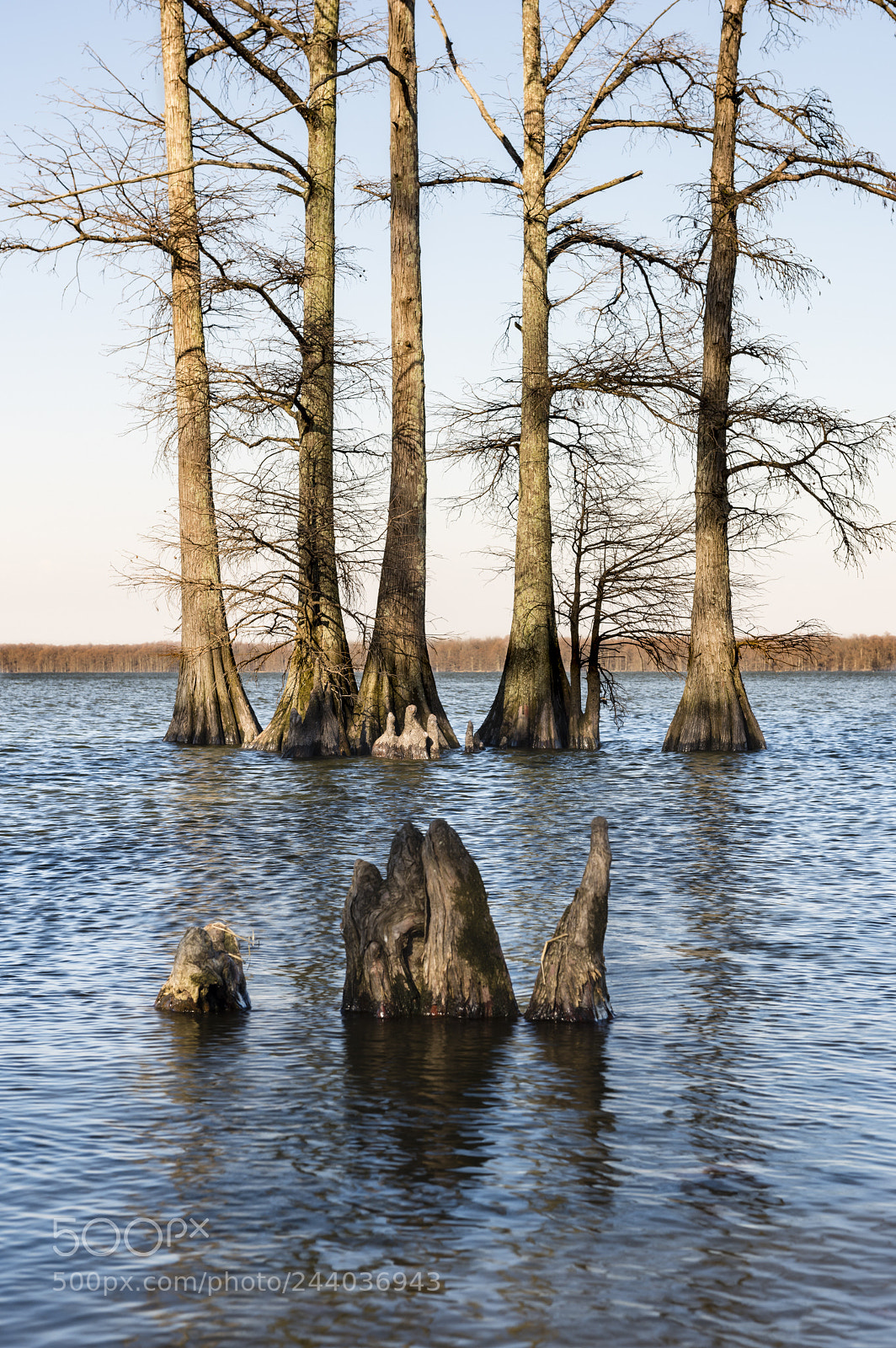 Nikon D810 sample photo. Realfootlake photography