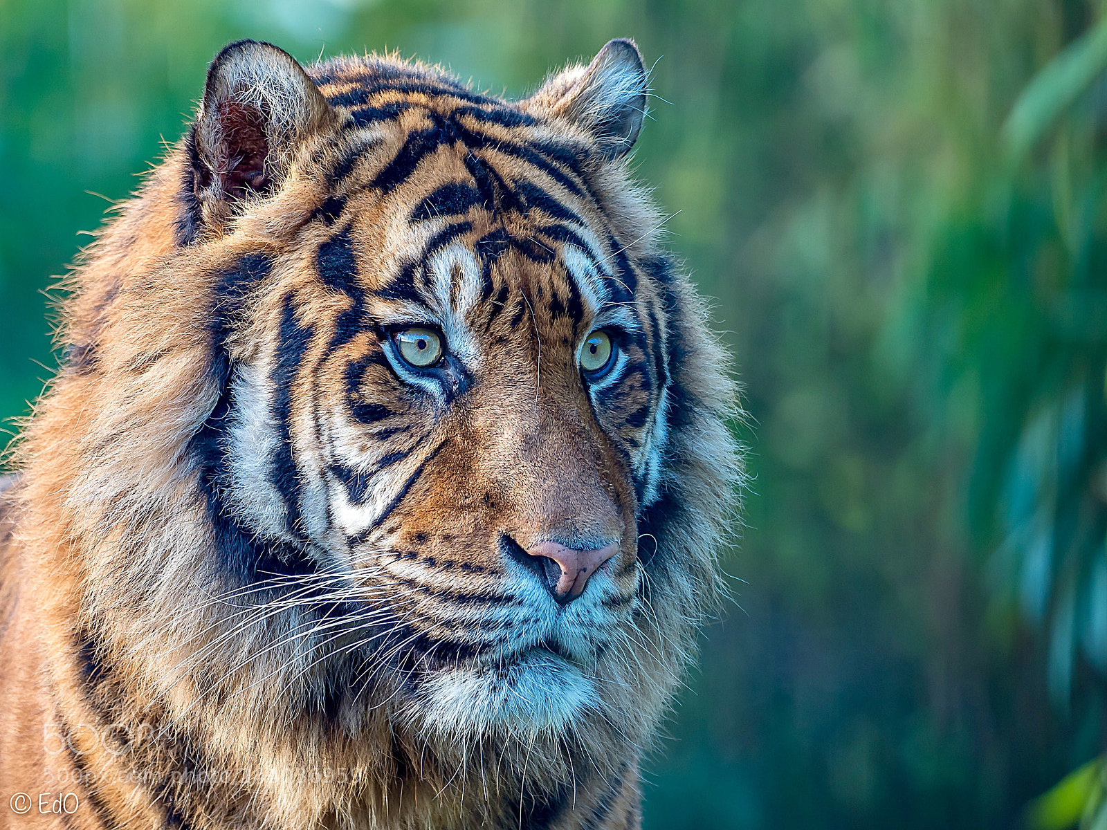 Olympus OM-D E-M1 Mark II sample photo. Tiger photography