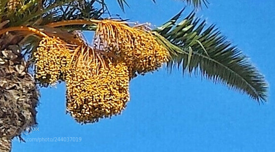 Samsung Galaxy S4 sample photo. Palm fruit photography