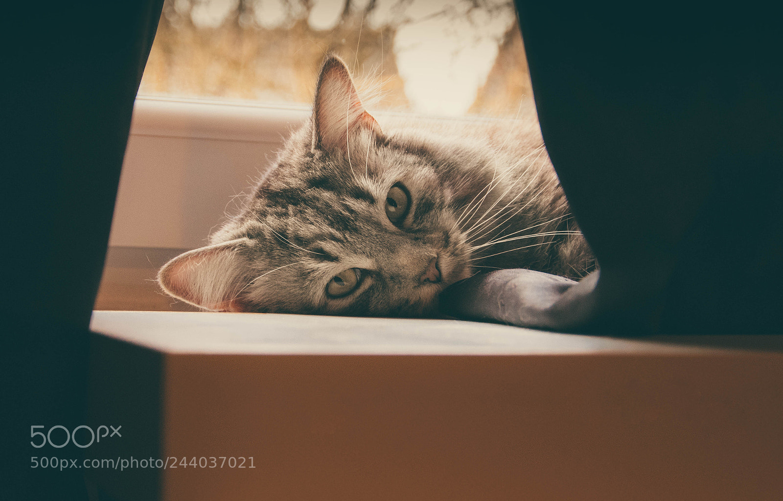 Nikon D7200 sample photo. Lazy cat photography