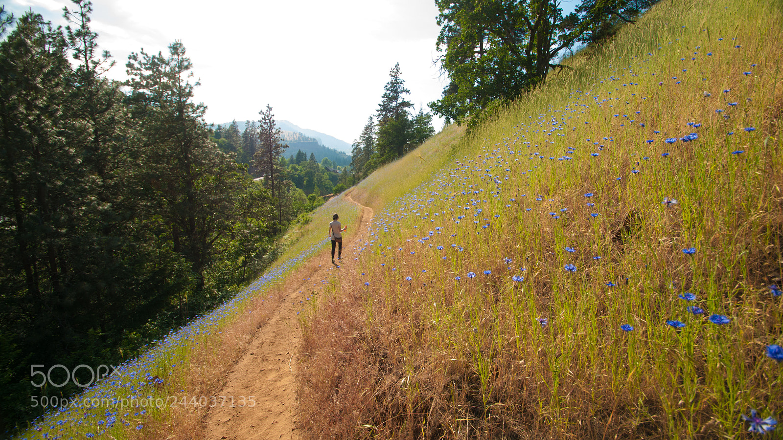 Nikon D300 sample photo. Mosier hike photography
