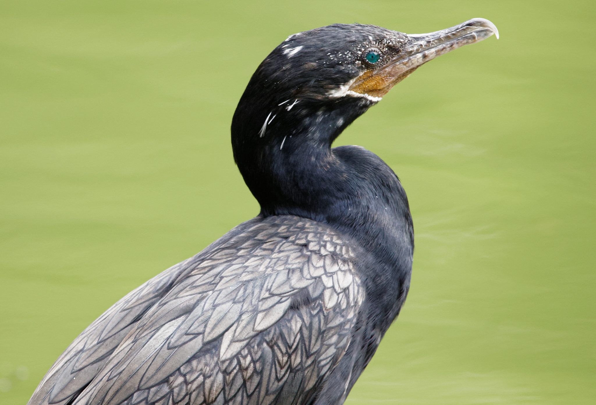 Sigma 150-600mm F5-6.3 DG OS HSM | C sample photo. Sunbath photography
