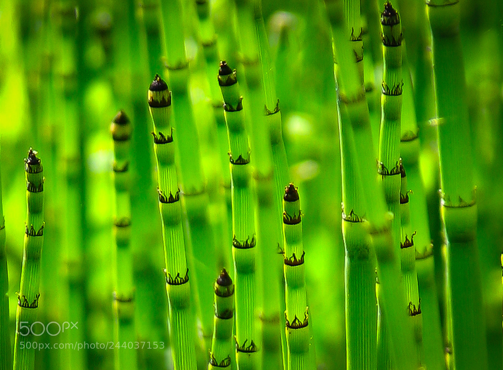 Canon POWERSHOT S3 IS sample photo. Horsetail photography
