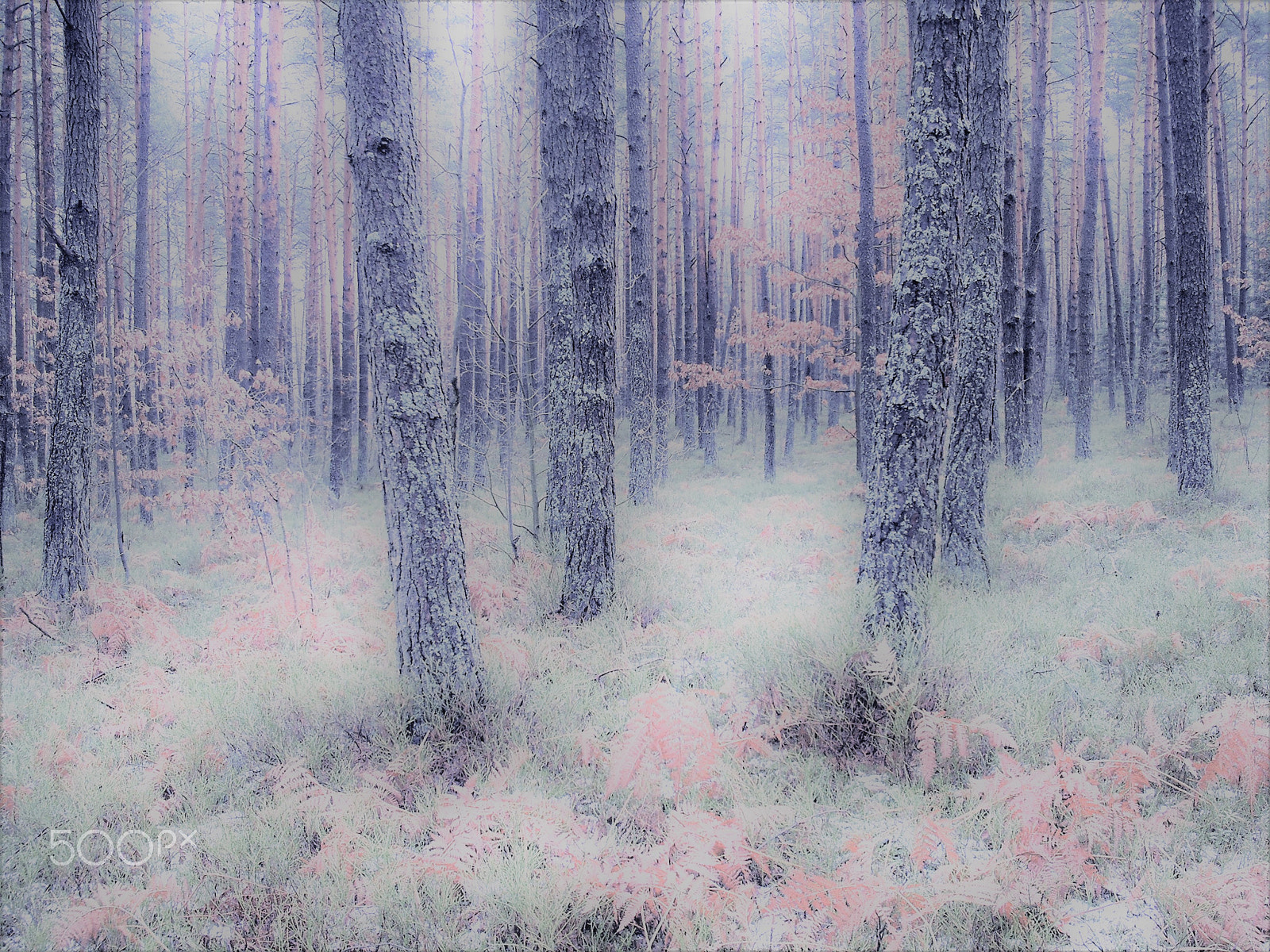 Fujifilm A850 sample photo. Magic forest photography
