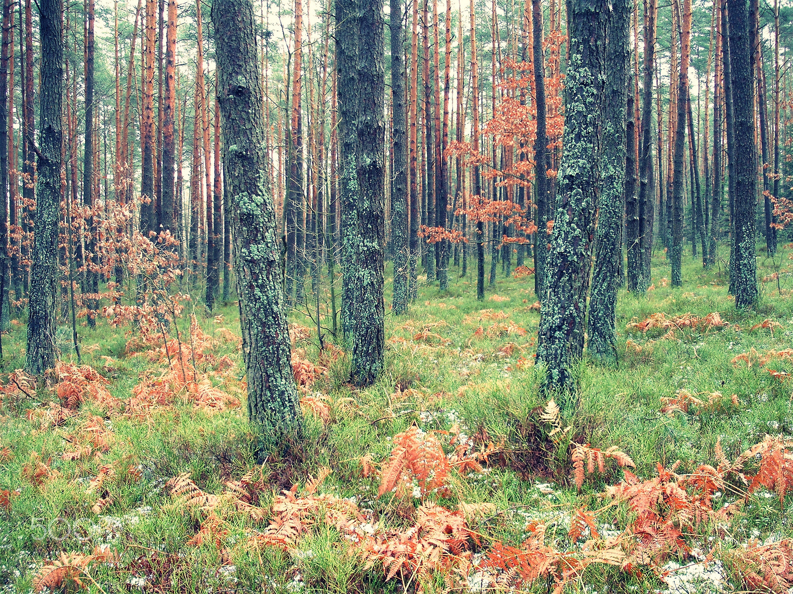Fujifilm A850 sample photo. Forest photography