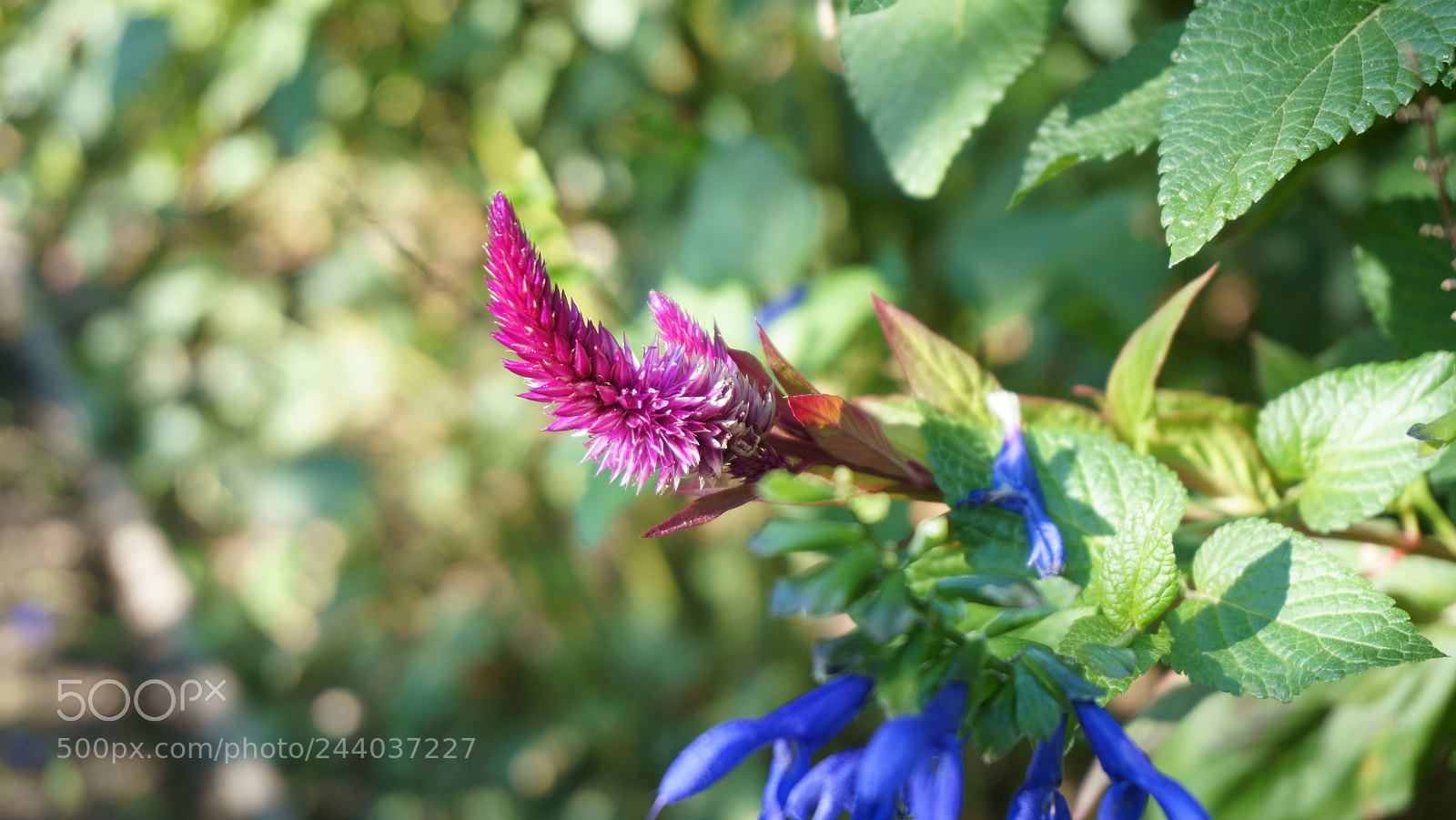Sony Alpha a5000 (ILCE 5000) sample photo. Pink inside photography