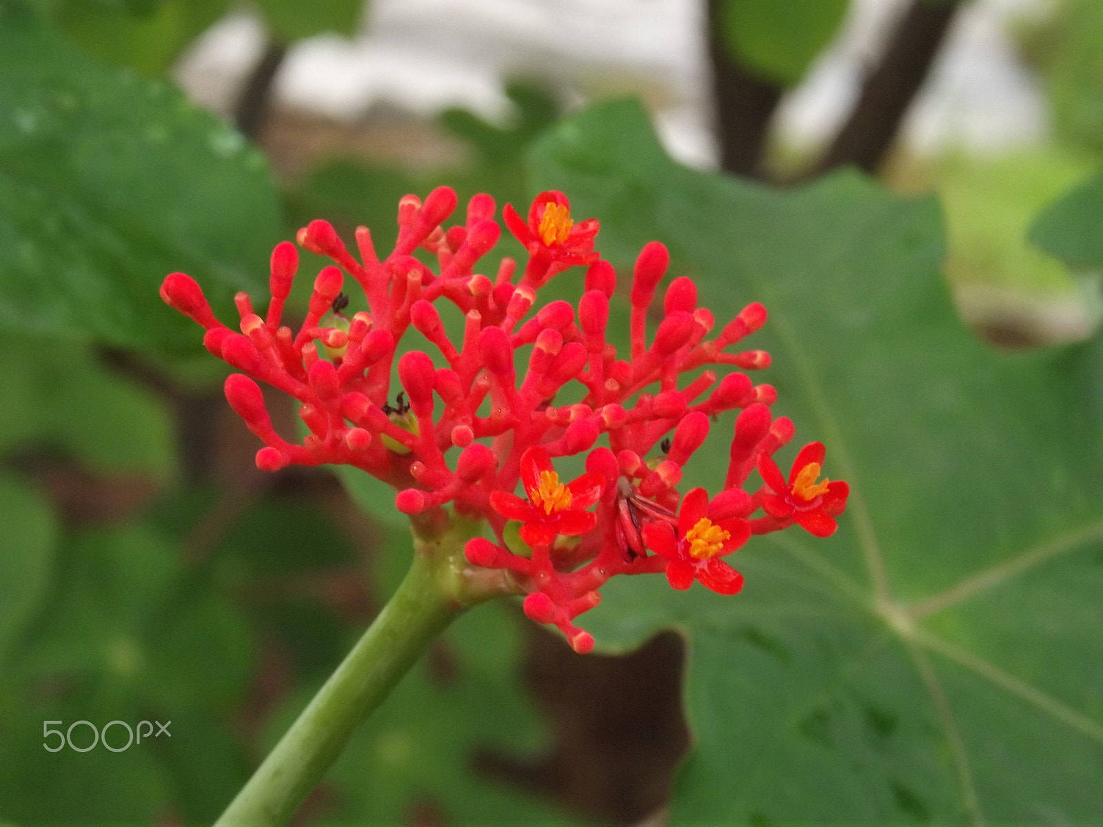 Fujifilm FinePix S2980 sample photo. Red flower photography