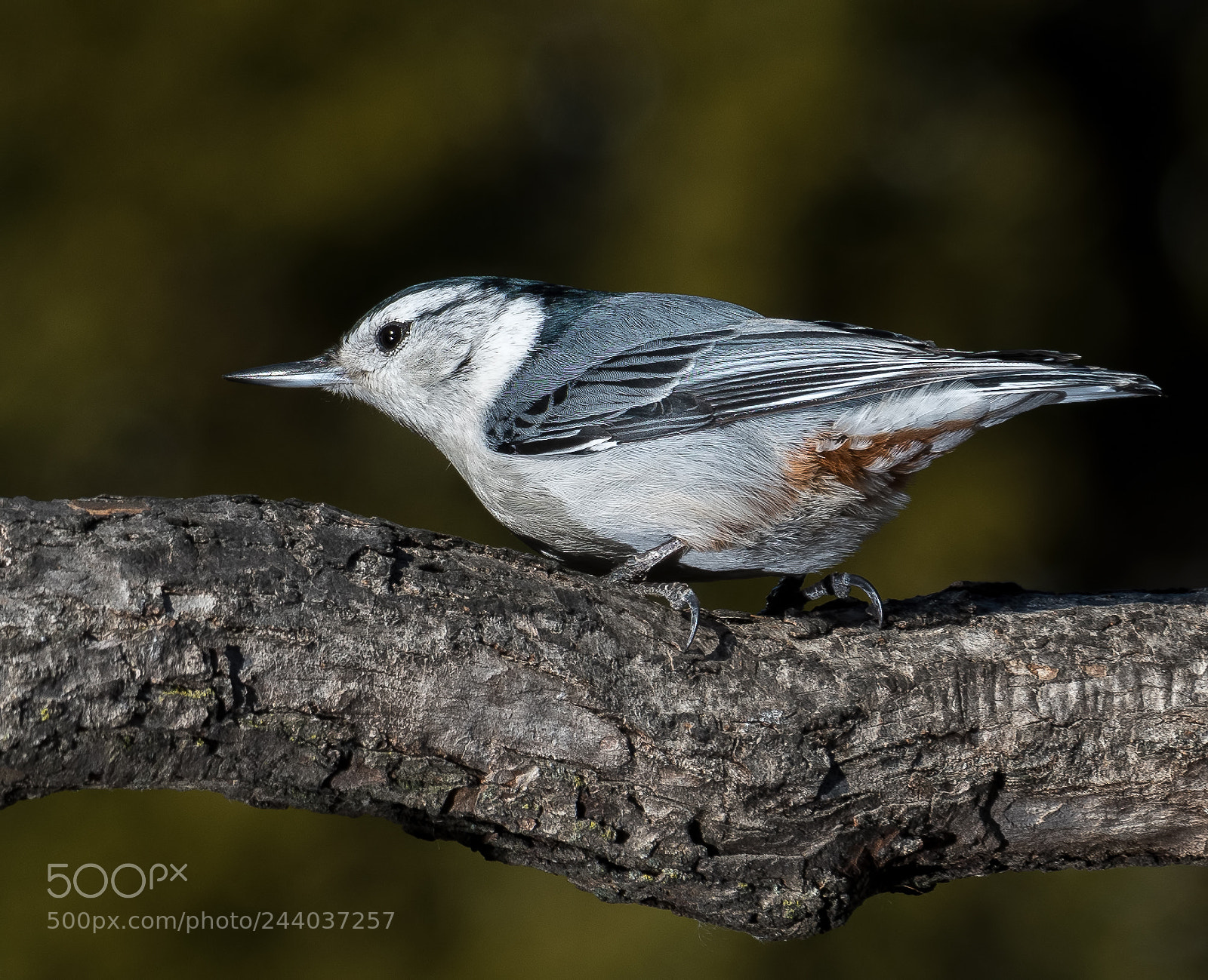 Nikon D500 sample photo. White-breasted nuthatch photography