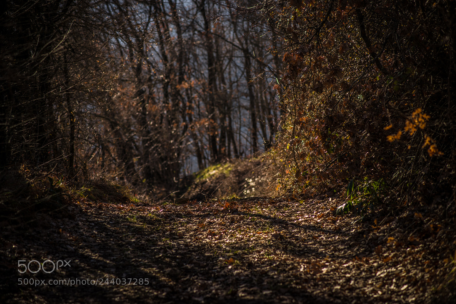 Nikon D610 sample photo. Last path photography
