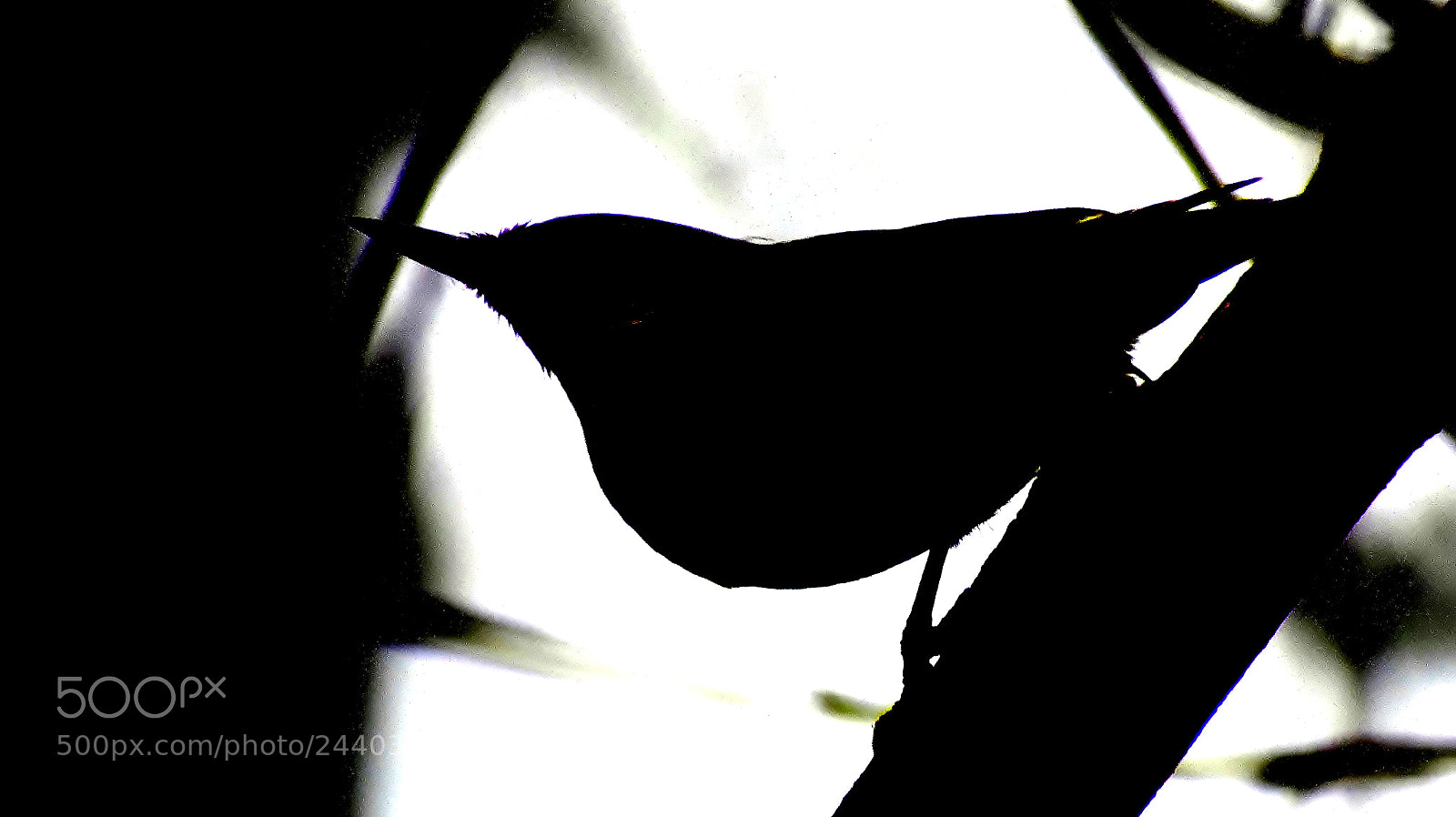 Nikon D3400 sample photo. Hiding in shadows... photography