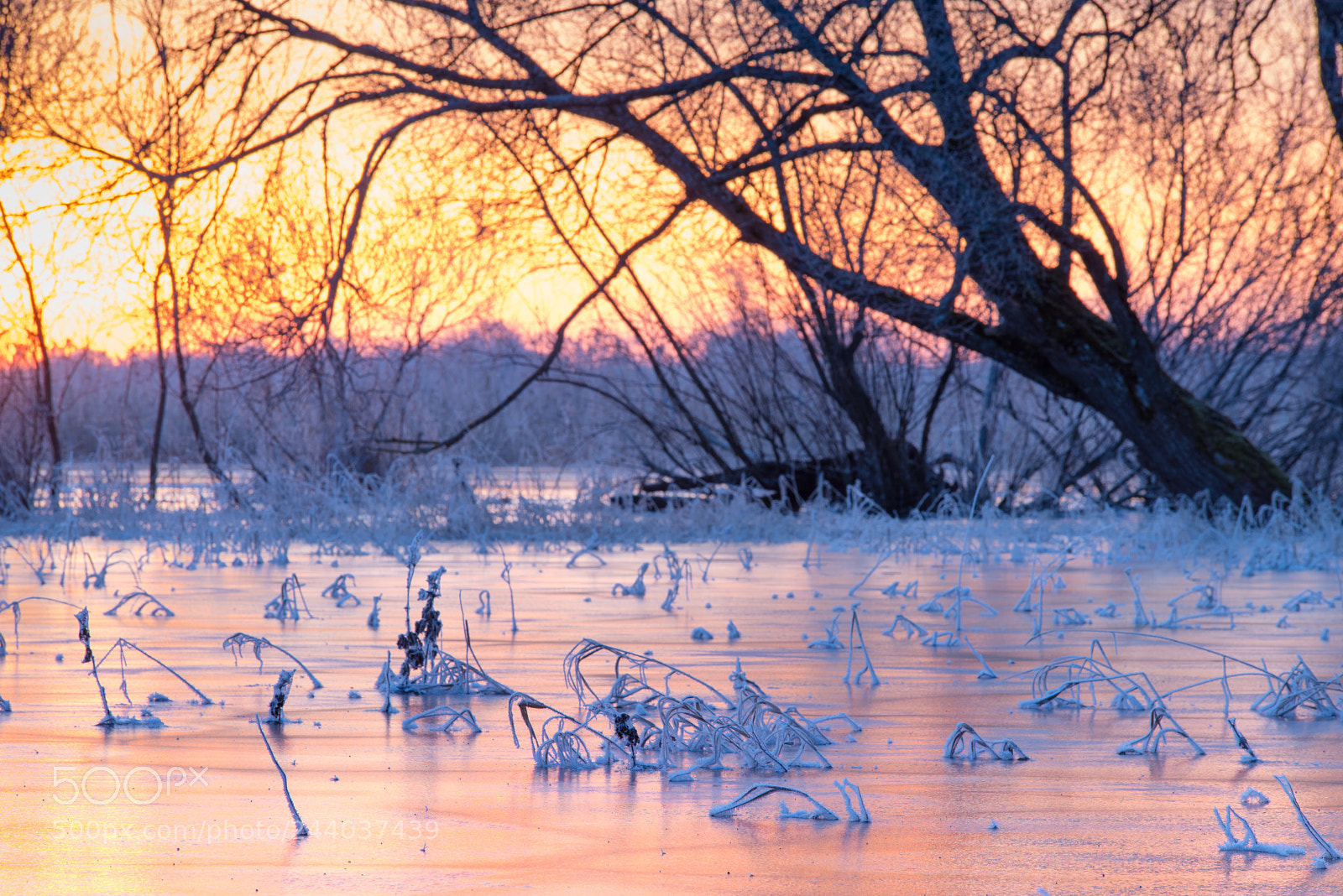 Pentax K-1 sample photo. Morning in the frosty photography