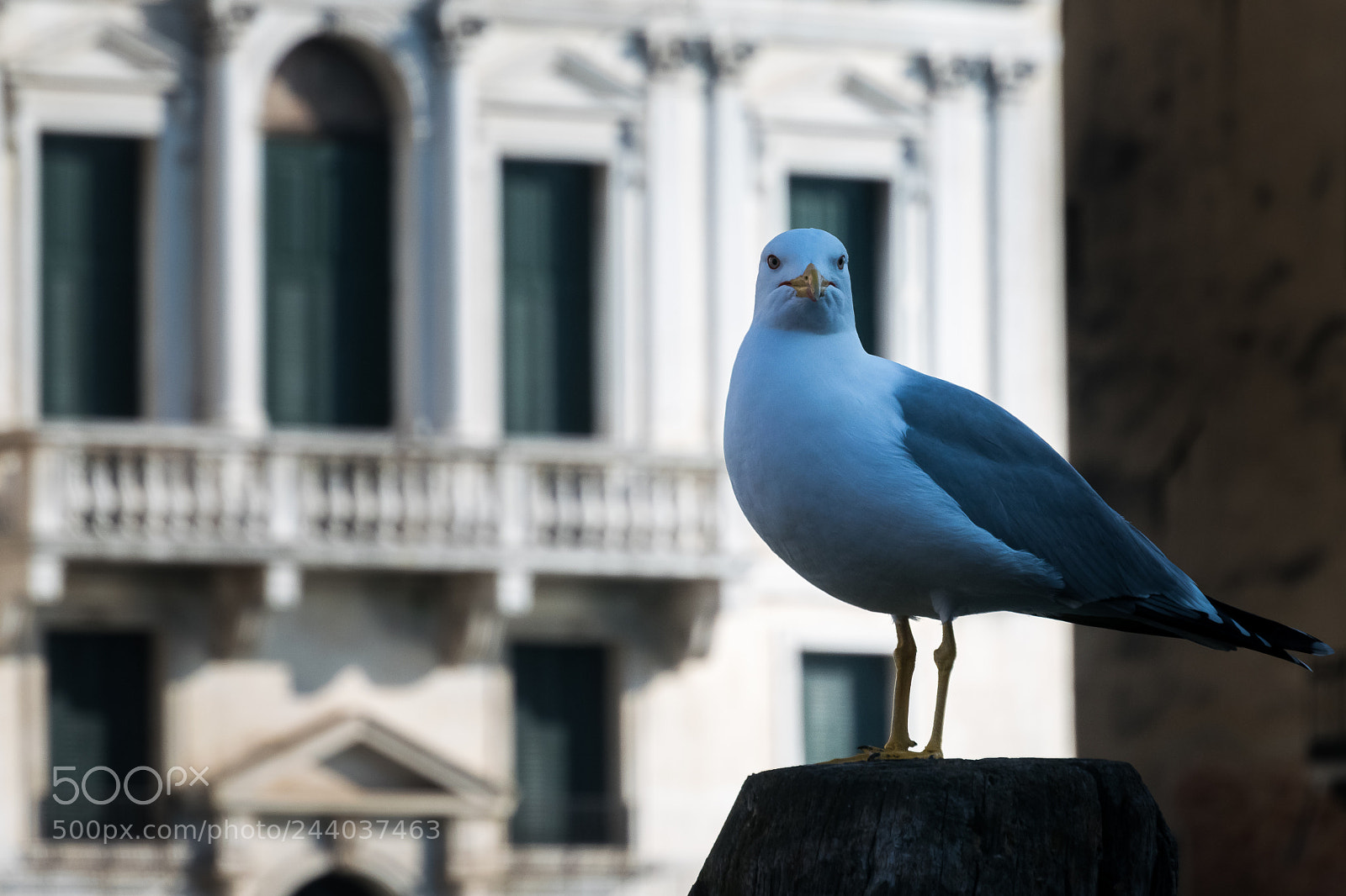 Nikon 1 J5 sample photo. Venice_04 photography