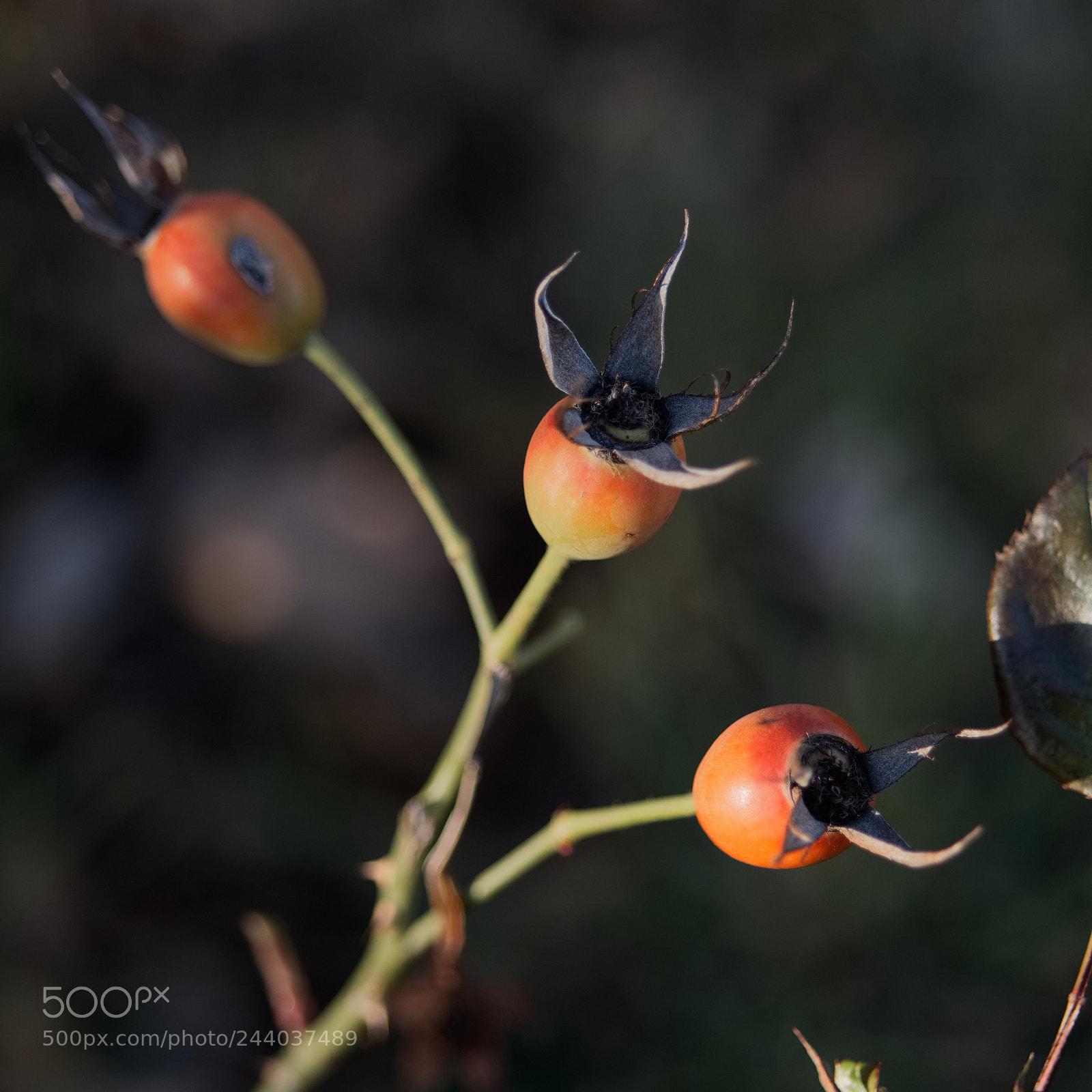 Panasonic Lumix DC-GH5 sample photo. Un coeur en hiver photography
