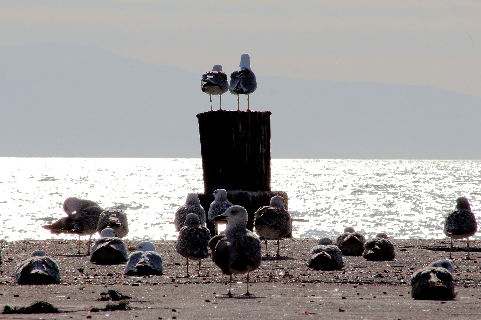 Canon EOS 700D (EOS Rebel T5i / EOS Kiss X7i) + Sigma 50-200mm F4-5.6 DC OS HSM sample photo. Seagulls photography