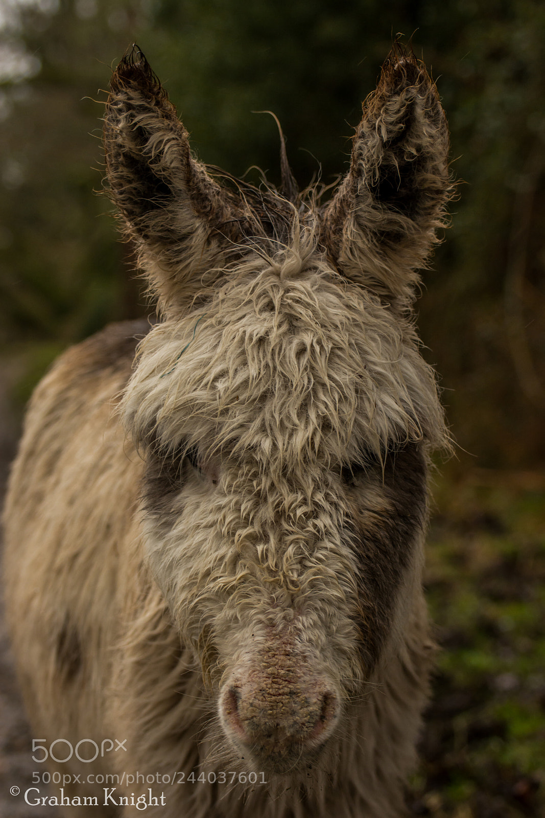 Nikon D7100 sample photo. Baby new forest donkey photography