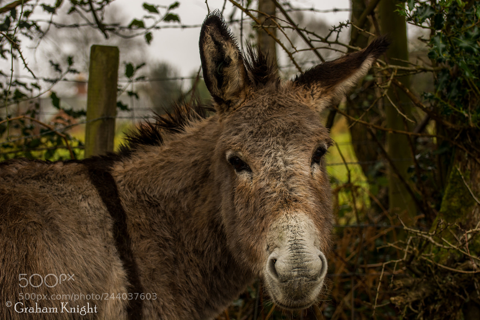 Nikon D7100 sample photo. New forest donkey photography