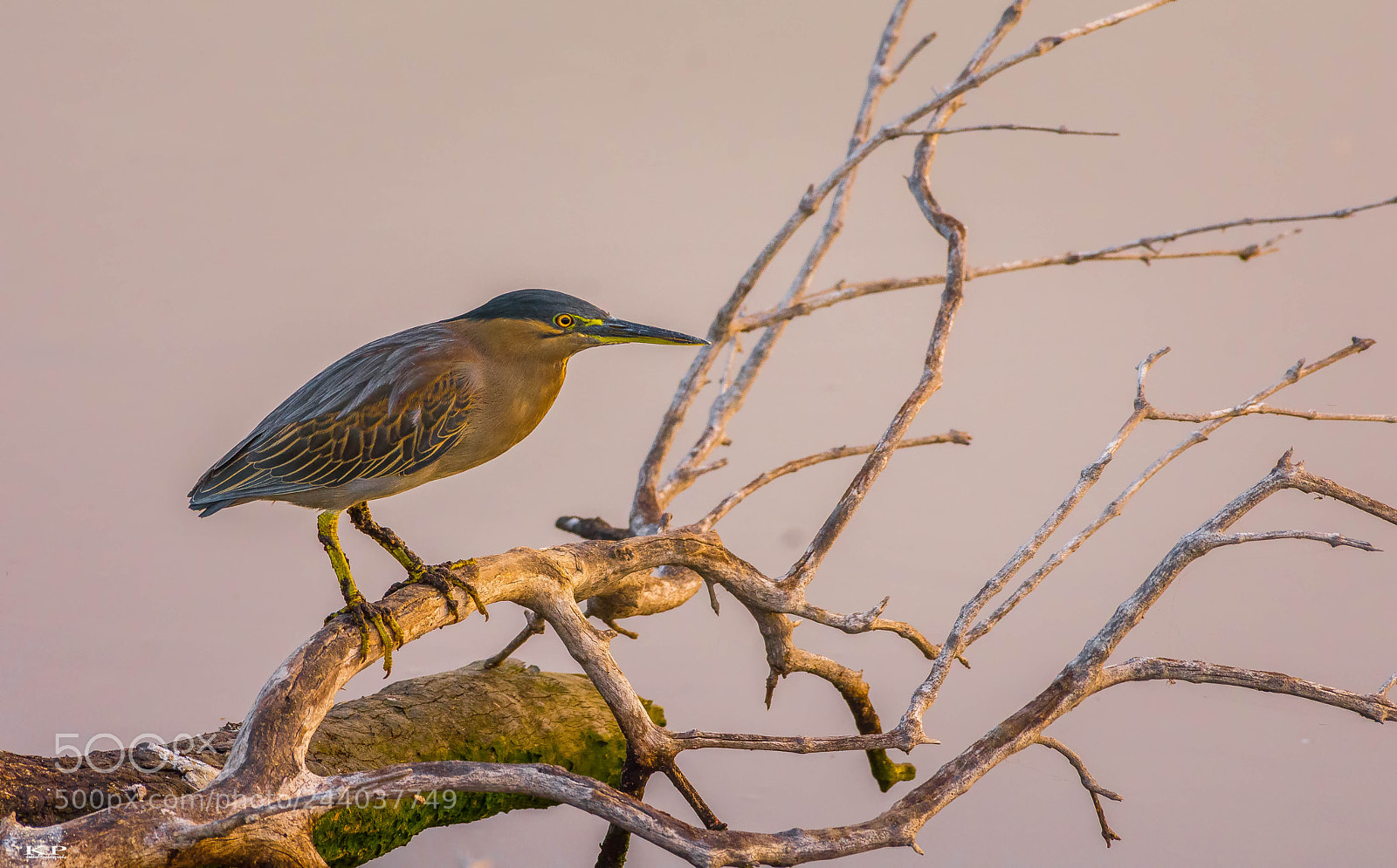 Nikon D7200 sample photo. Striated heron / green-backed heron photography