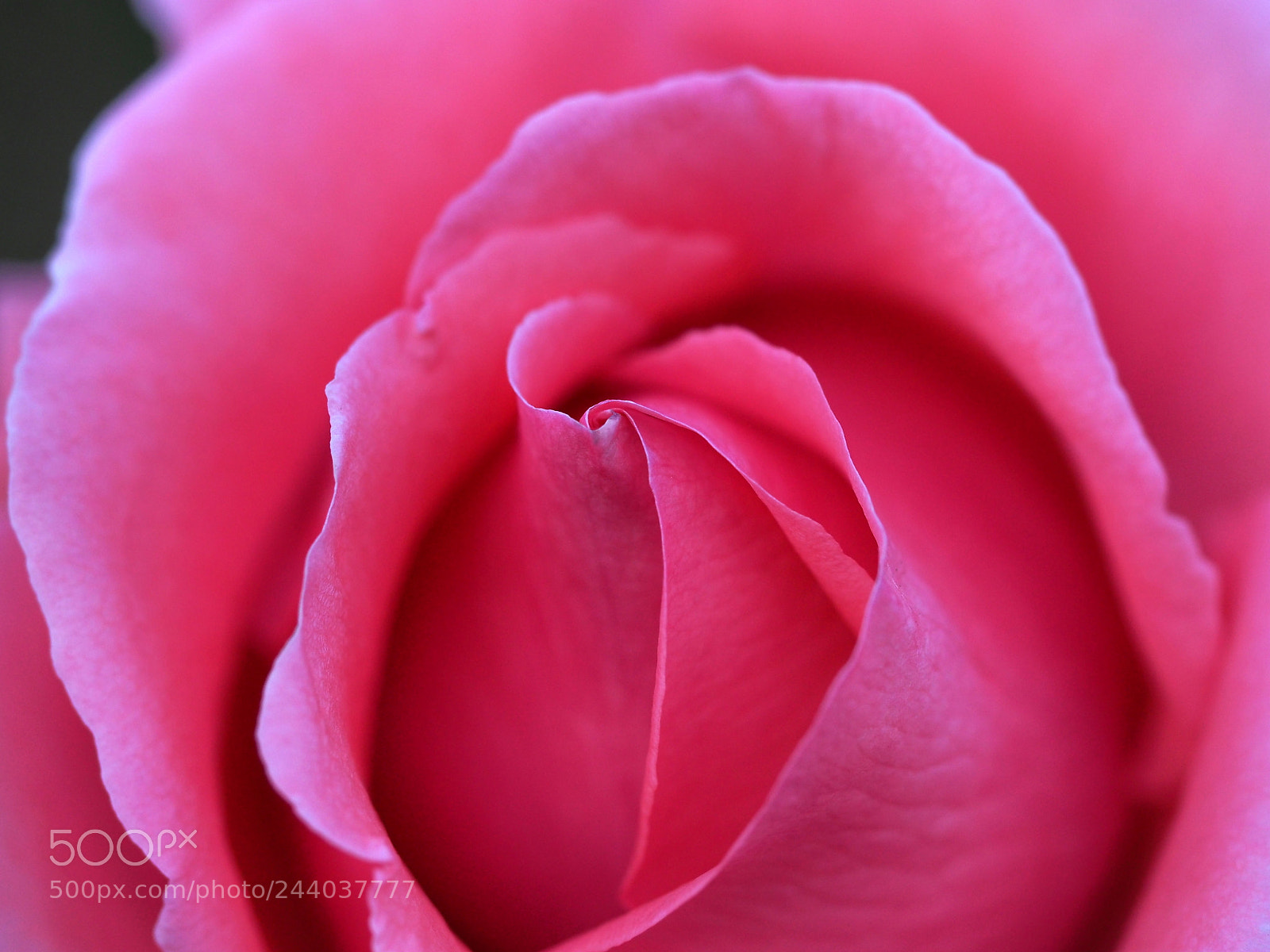 Olympus OM-D E-M1 sample photo. Memories of roses photography
