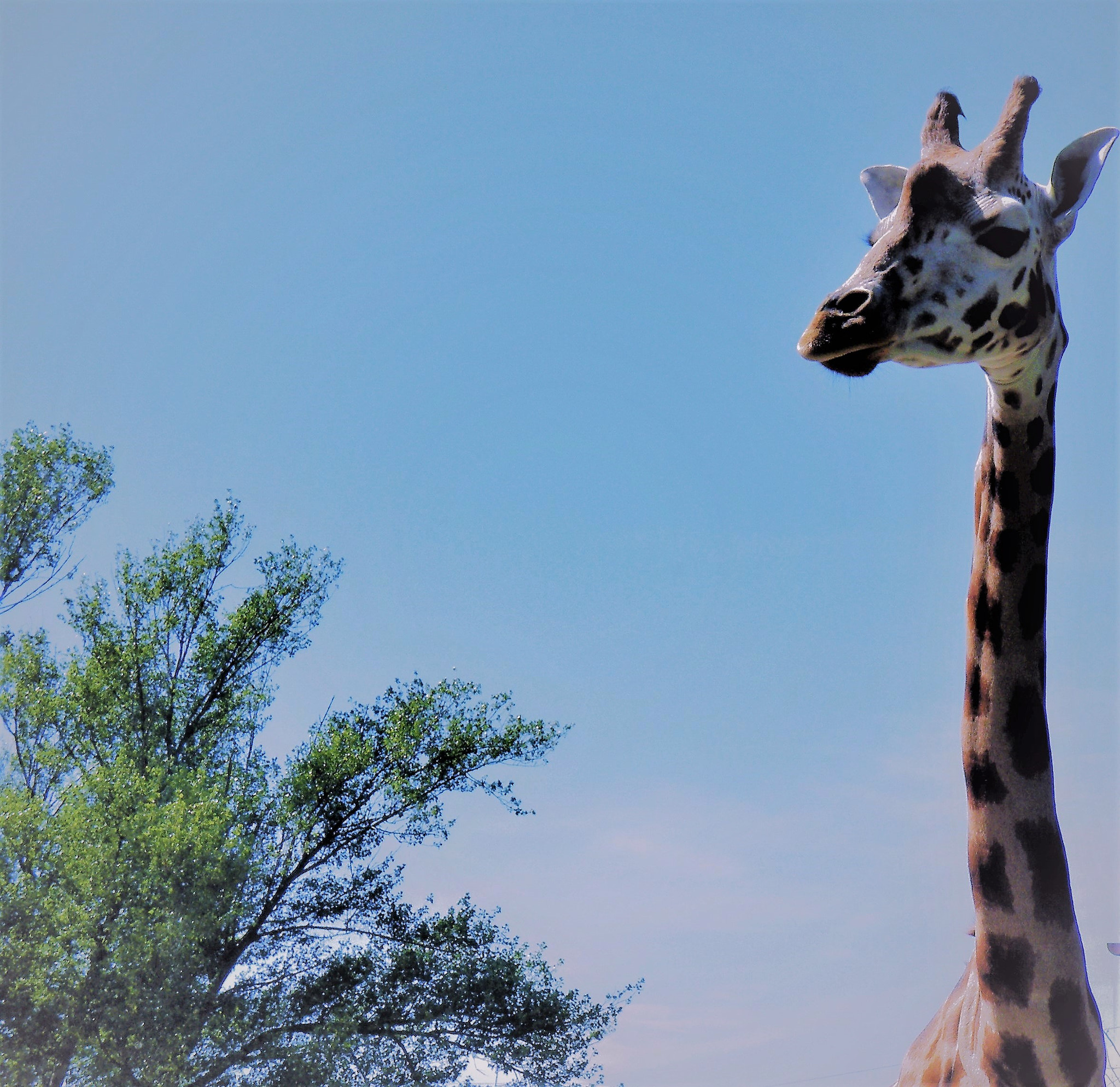 Fujifilm FinePix S8100fd sample photo. Curious giraffe photography