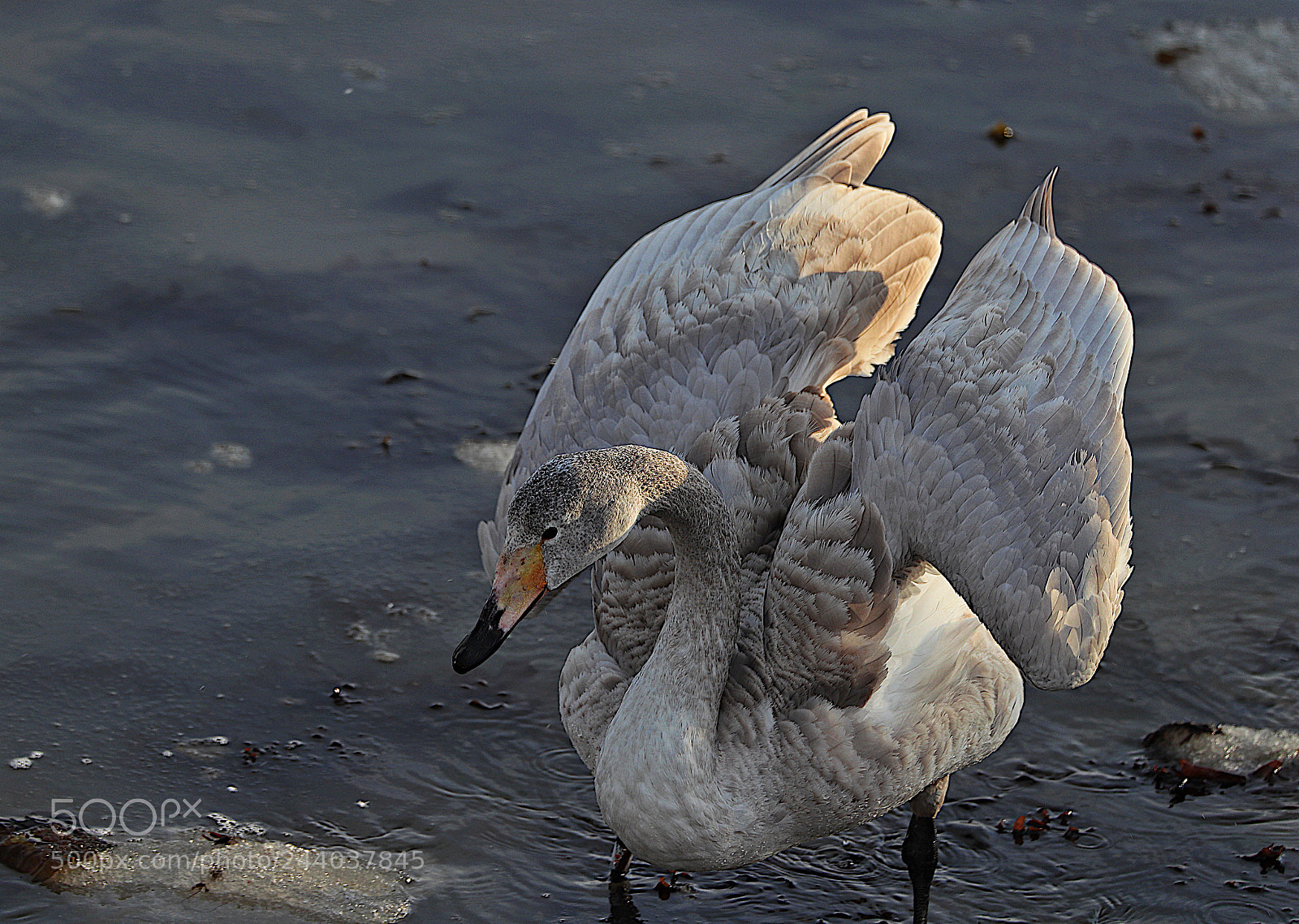 Canon EOS-1D X Mark II sample photo. Untitled photography