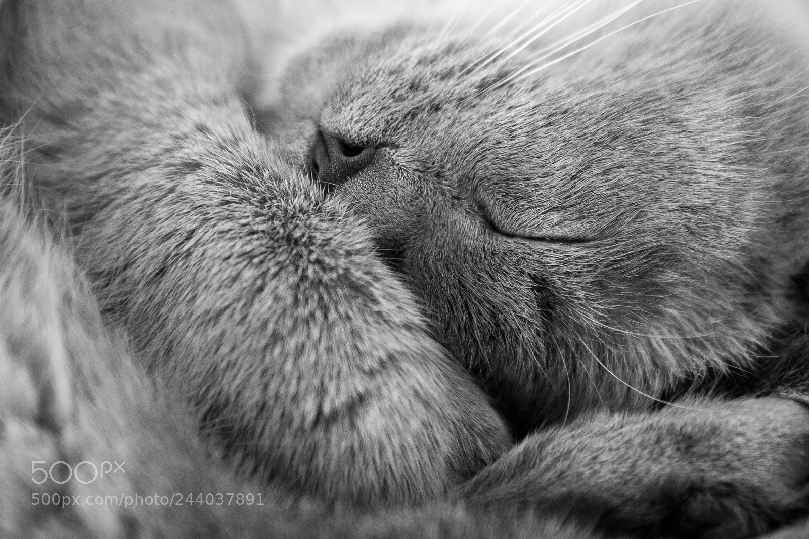 Canon EOS 30D sample photo. Sleeping levis photography