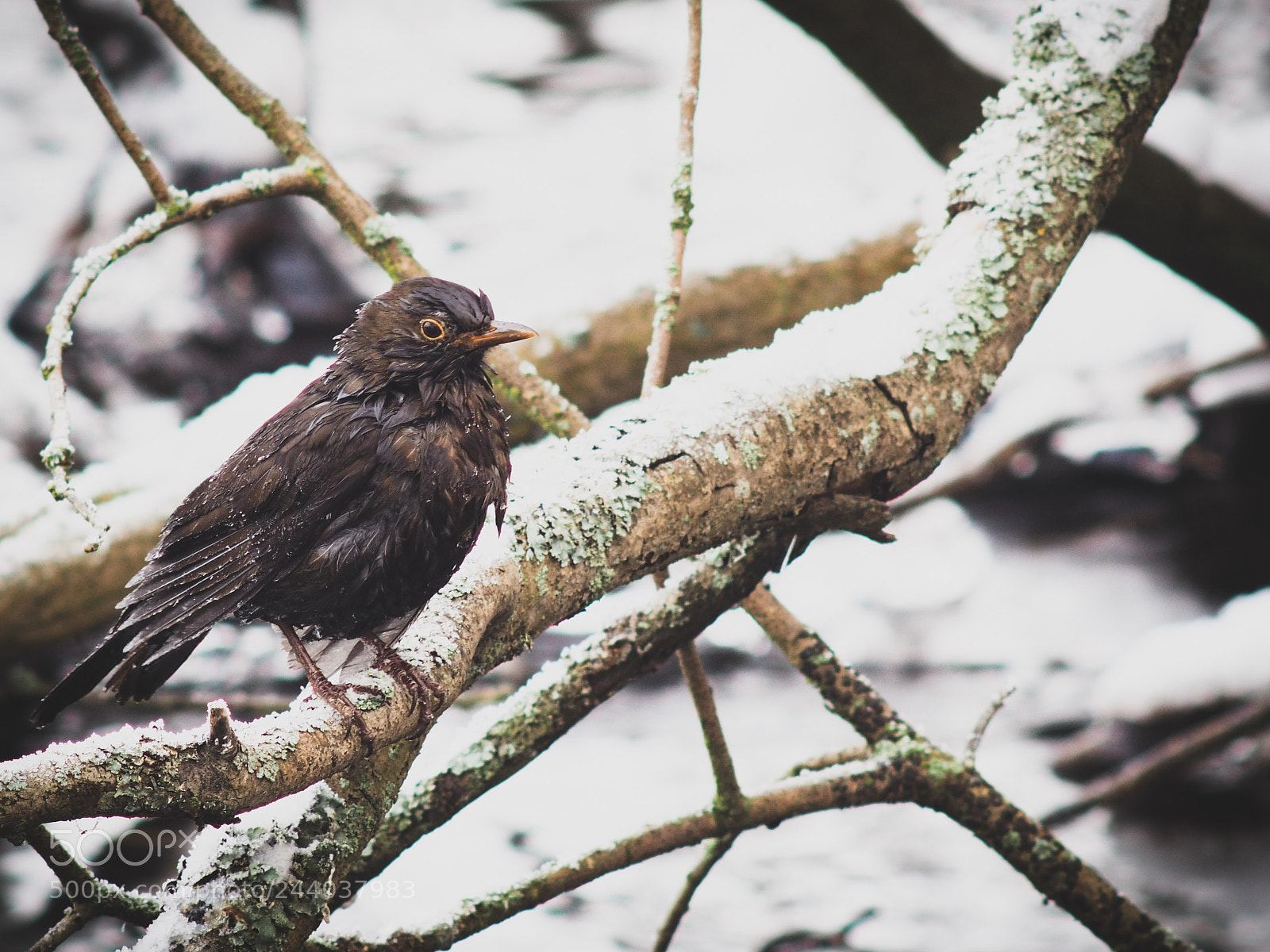 Olympus PEN-F sample photo. Blackbird after a bath photography
