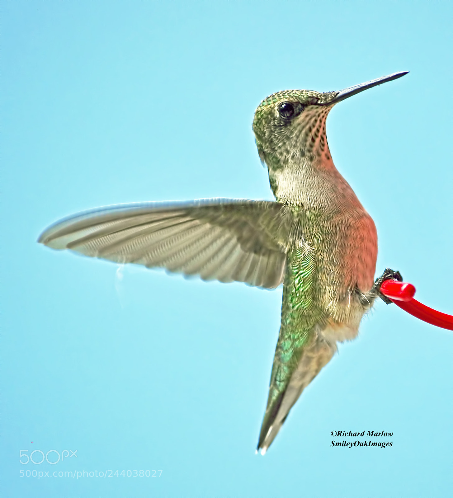 Nikon D5000 sample photo. Hummingbird photography