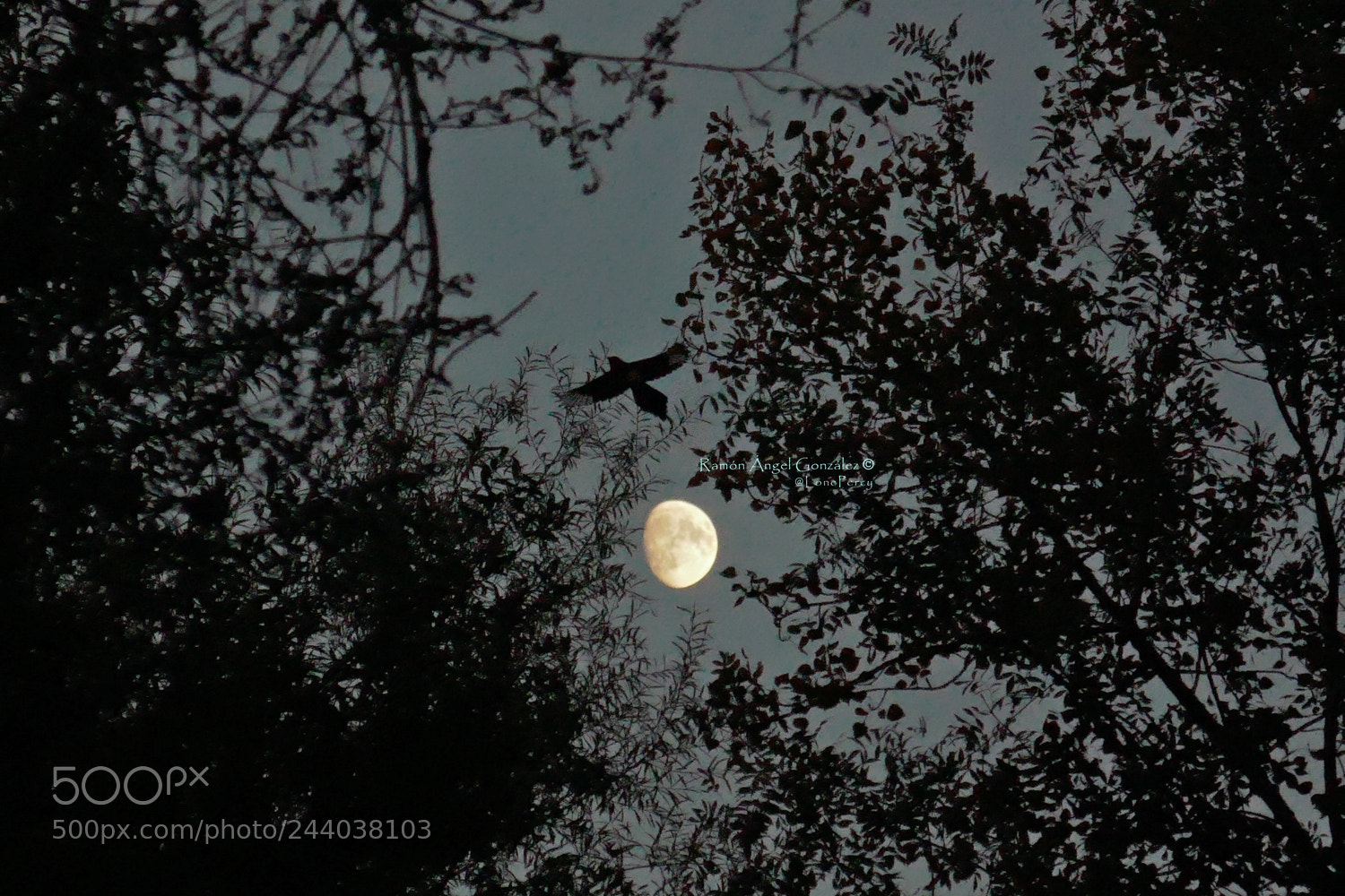 Panasonic Lumix DMC-ZS100 (Lumix DMC-TZ100) sample photo. Eurasian magpie and moon photography
