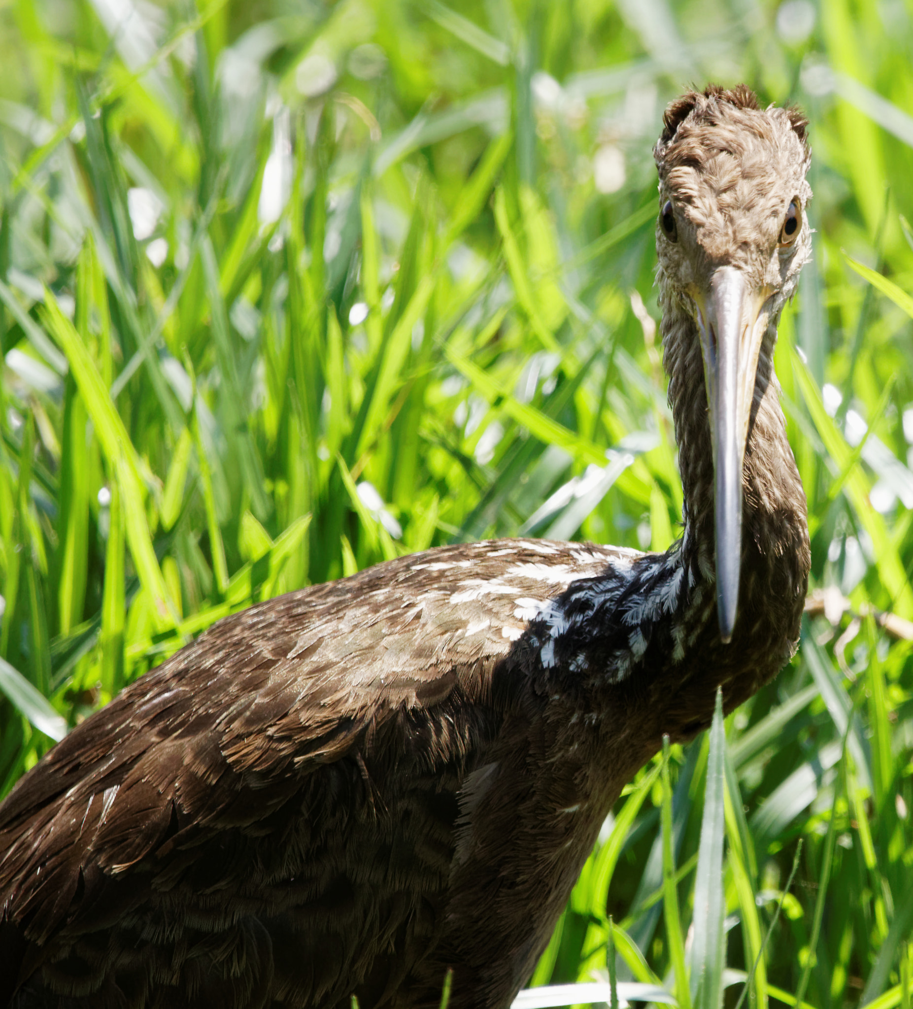 Sigma 150-600mm F5-6.3 DG OS HSM | C sample photo. Are you looking at me? photography