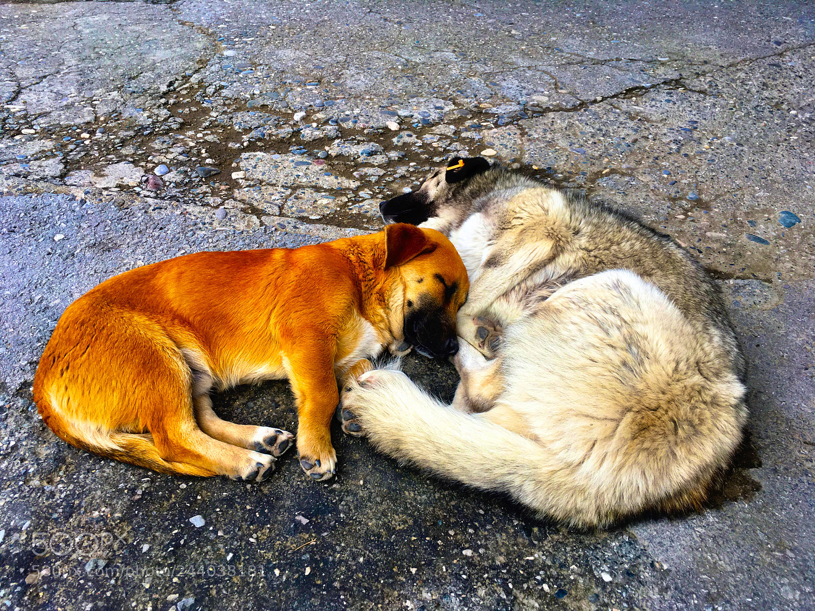 Apple iPhone SE sample photo. Stray dogs of ortaca photography
