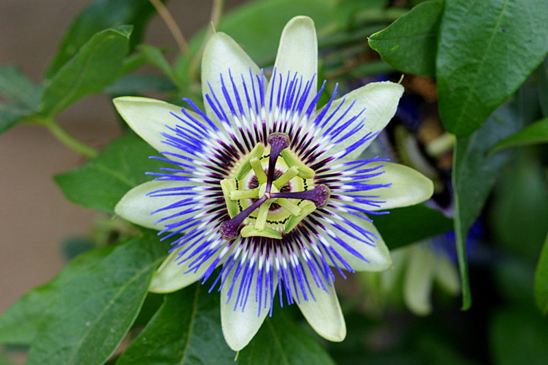 Sony 100mm F2.8 Macro sample photo. Çarki felek ÇİÇeĞİ(pasiflora incarnata) photography