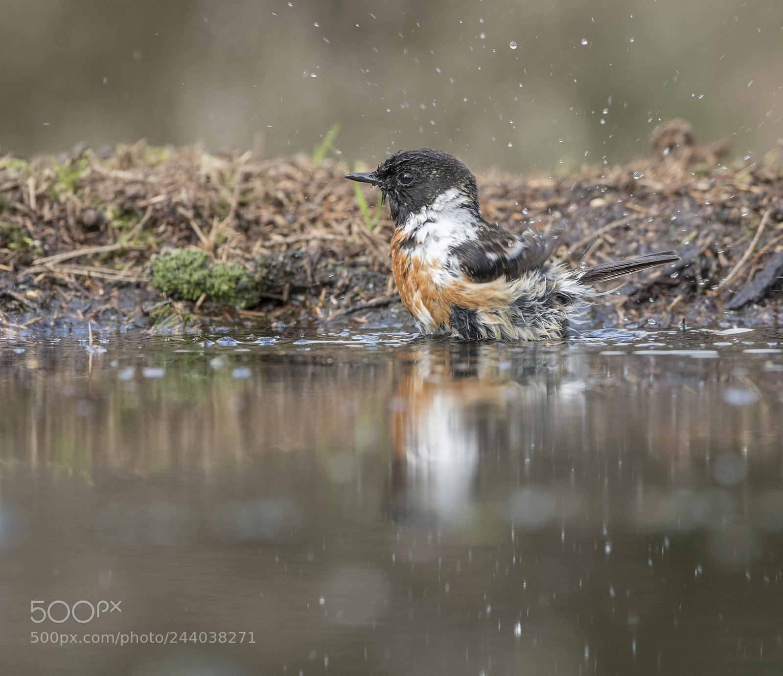 Nikon D500 sample photo. Roodborsttapuit photography