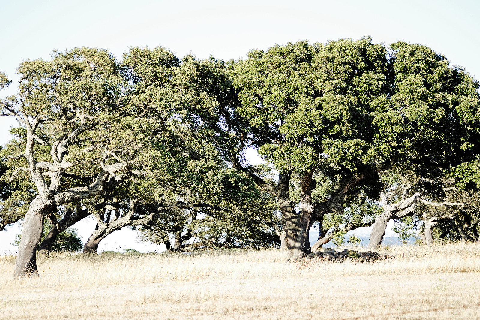 Pentax K-S2 sample photo. Quercus suber photography