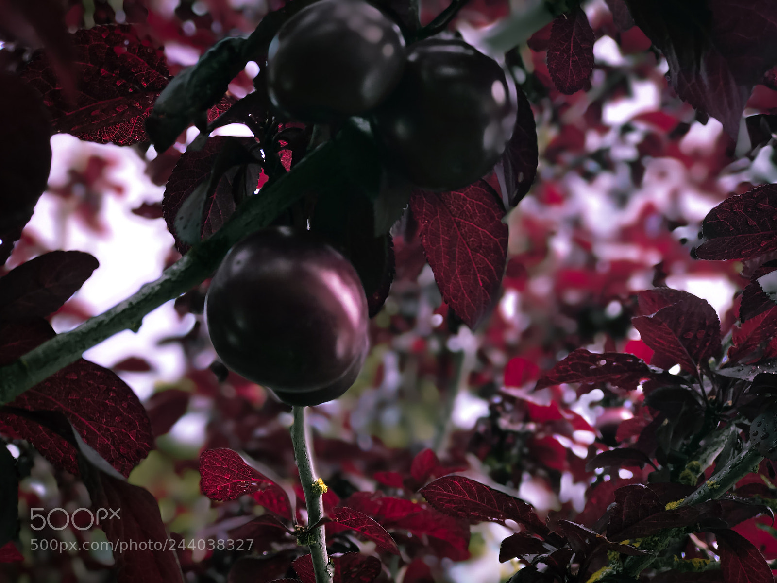 Apple iPhone 7 Plus sample photo. Cherry tree photo by photography