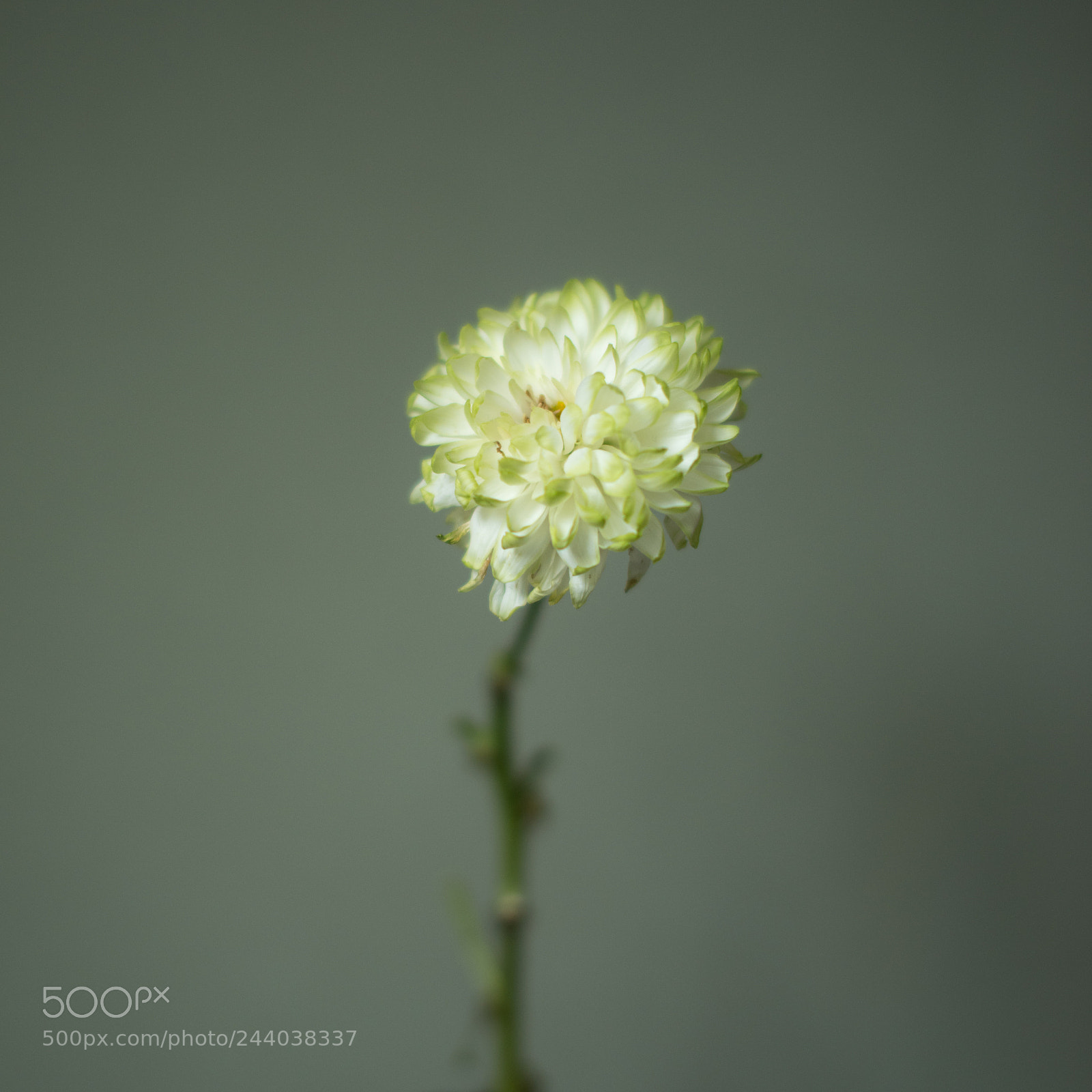 Pentax K-1 sample photo. Flower photography