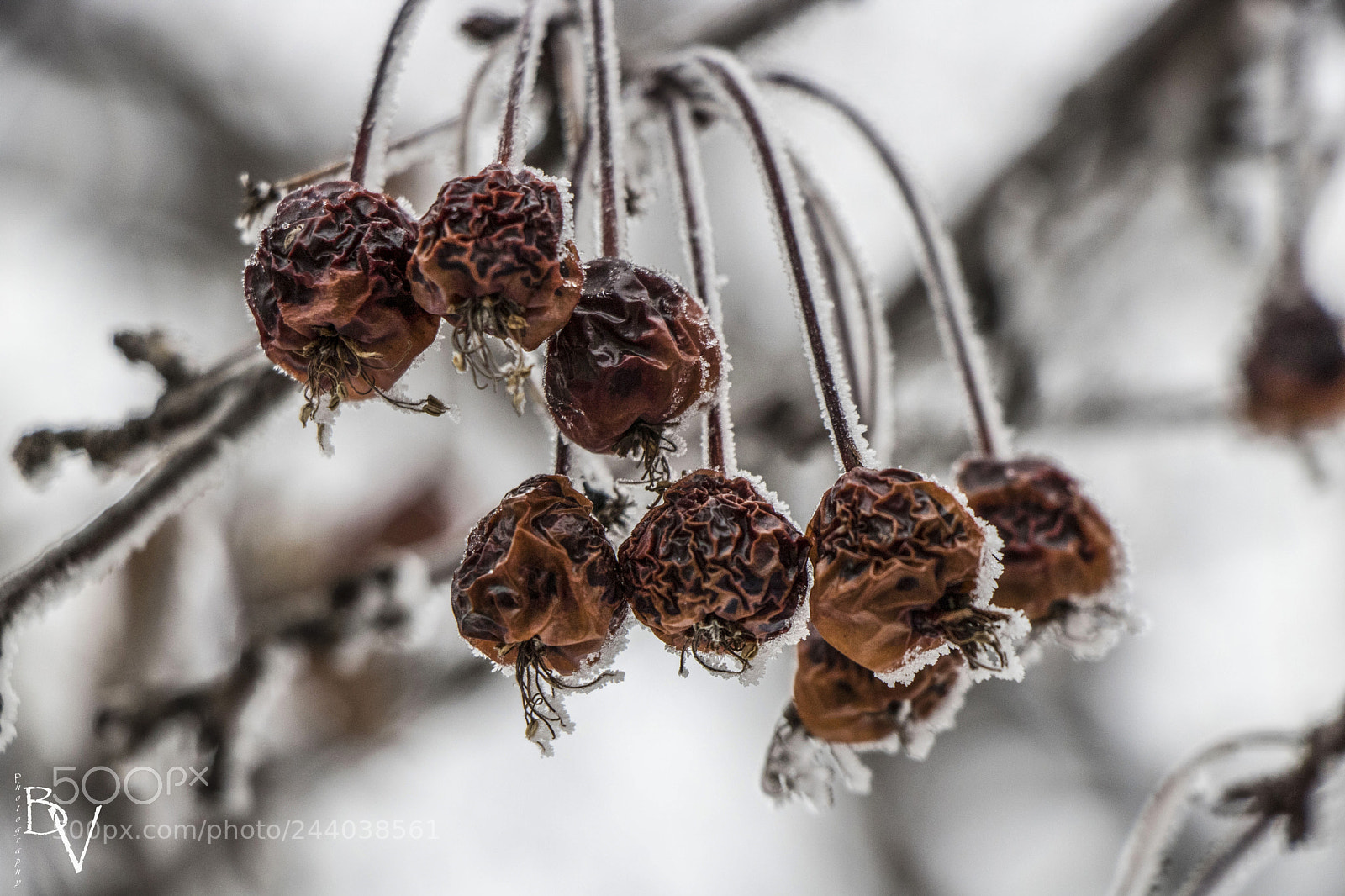 Canon EOS 760D (EOS Rebel T6s / EOS 8000D) sample photo. Relentless frost... photography