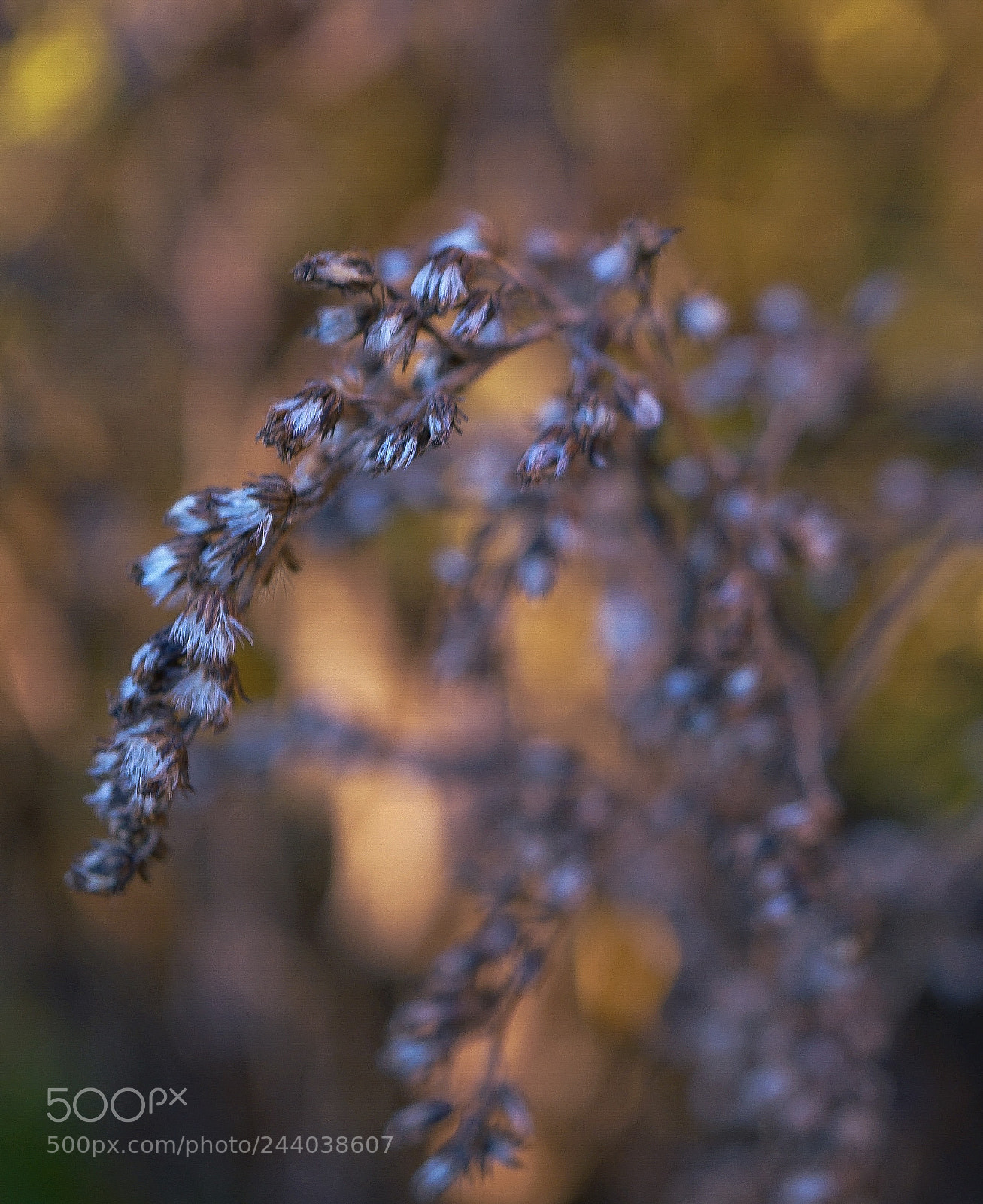 Sony a7 II sample photo. The lumineers-ophelia photography