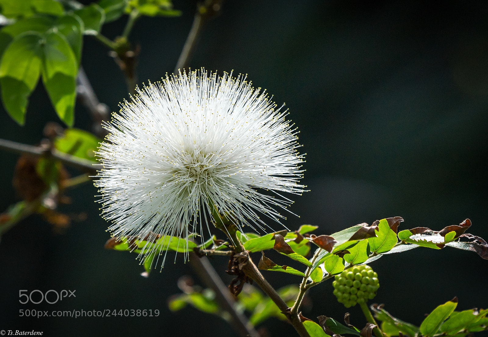 Sony a9 sample photo. White flower of hawai photography