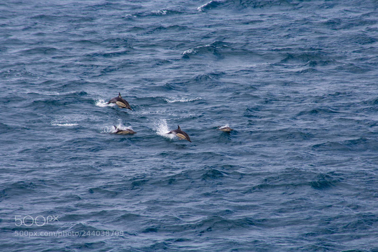 Canon EOS 1200D (EOS Rebel T5 / EOS Kiss X70 / EOS Hi) sample photo. Dolphins near wellington photography