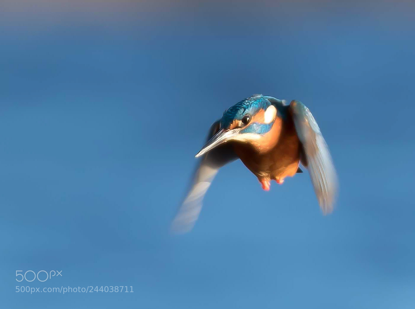 Canon EOS 7D Mark II sample photo. In coming kingfisher photography