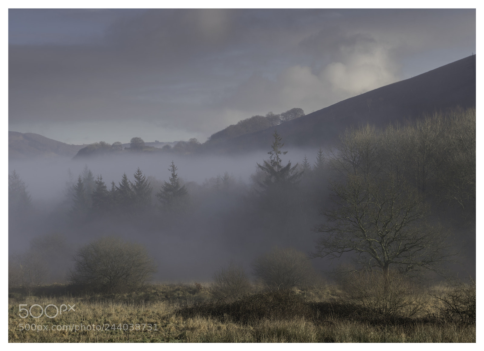 Canon EOS 760D (EOS Rebel T6s / EOS 8000D) sample photo. Trees in the mist photography