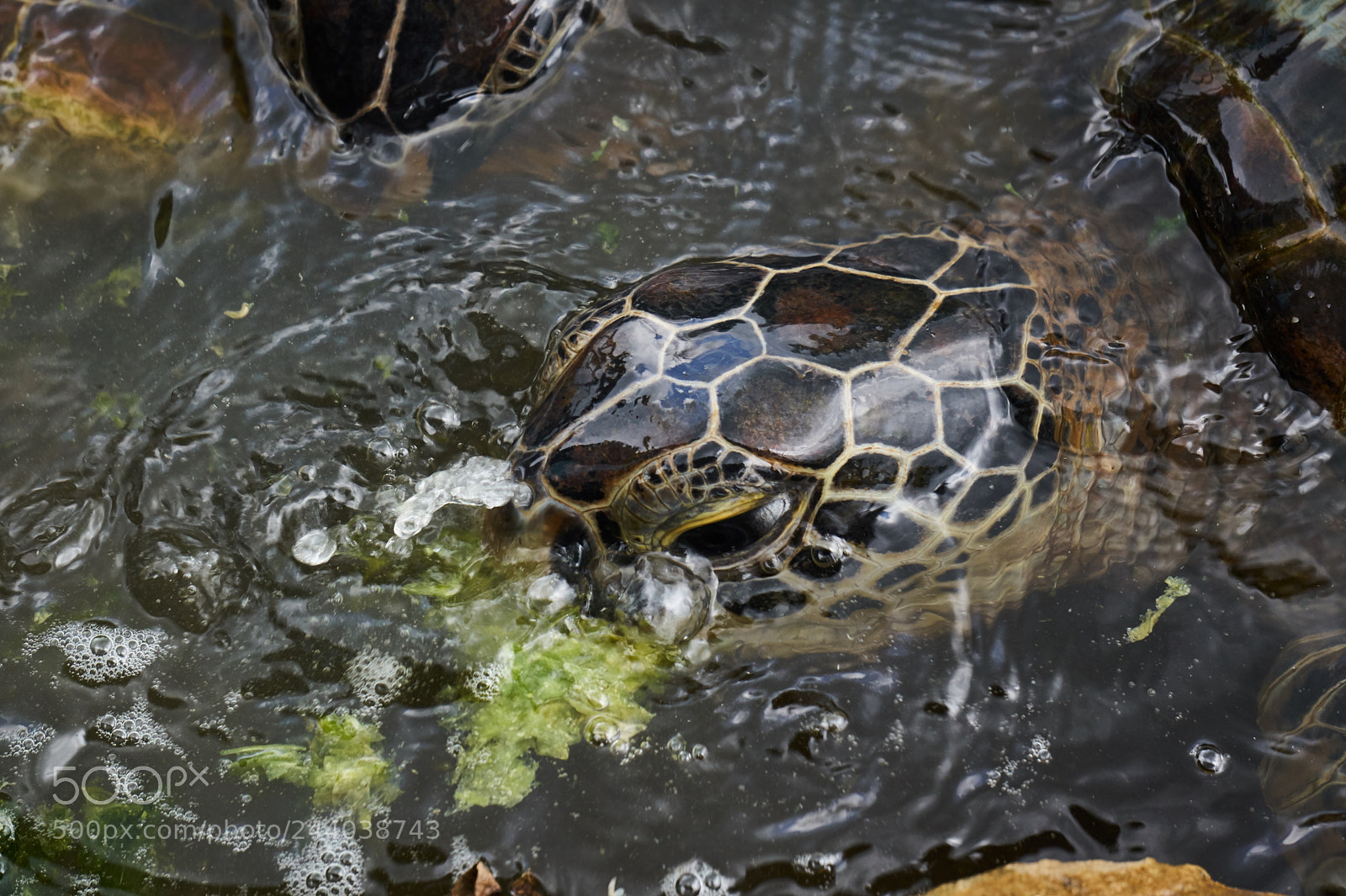 Sony a6300 sample photo. Sea turtle photography