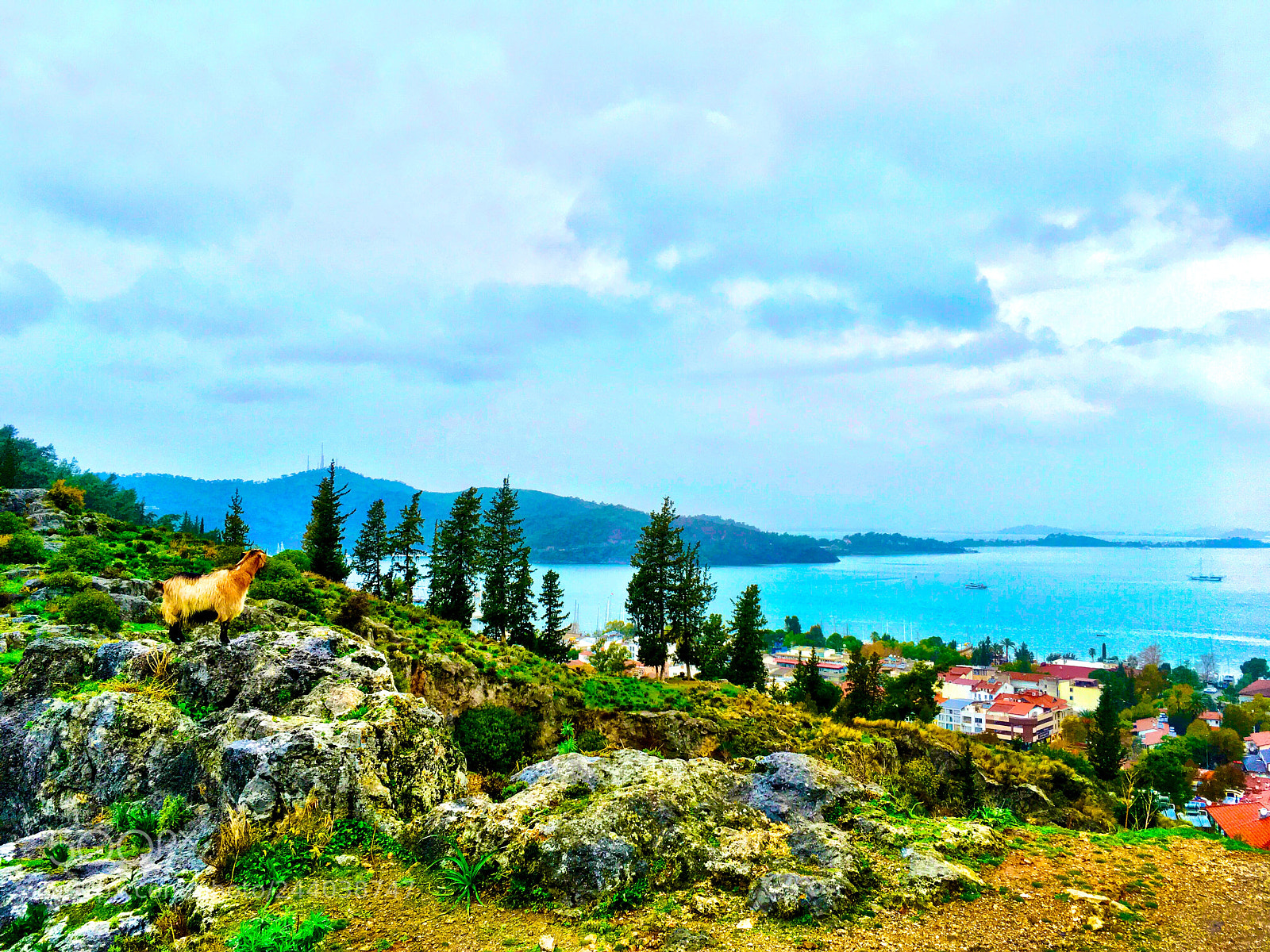 Apple iPhone SE sample photo. Goat watching fethiye photography